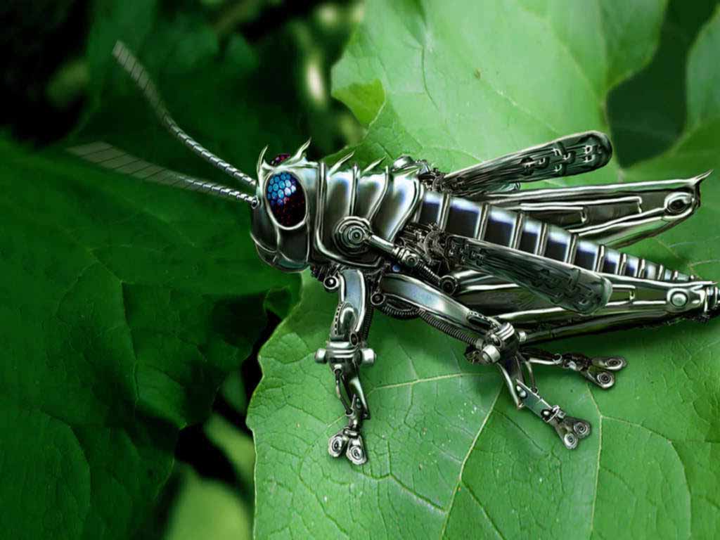 HD Wallpaper Grasshopper