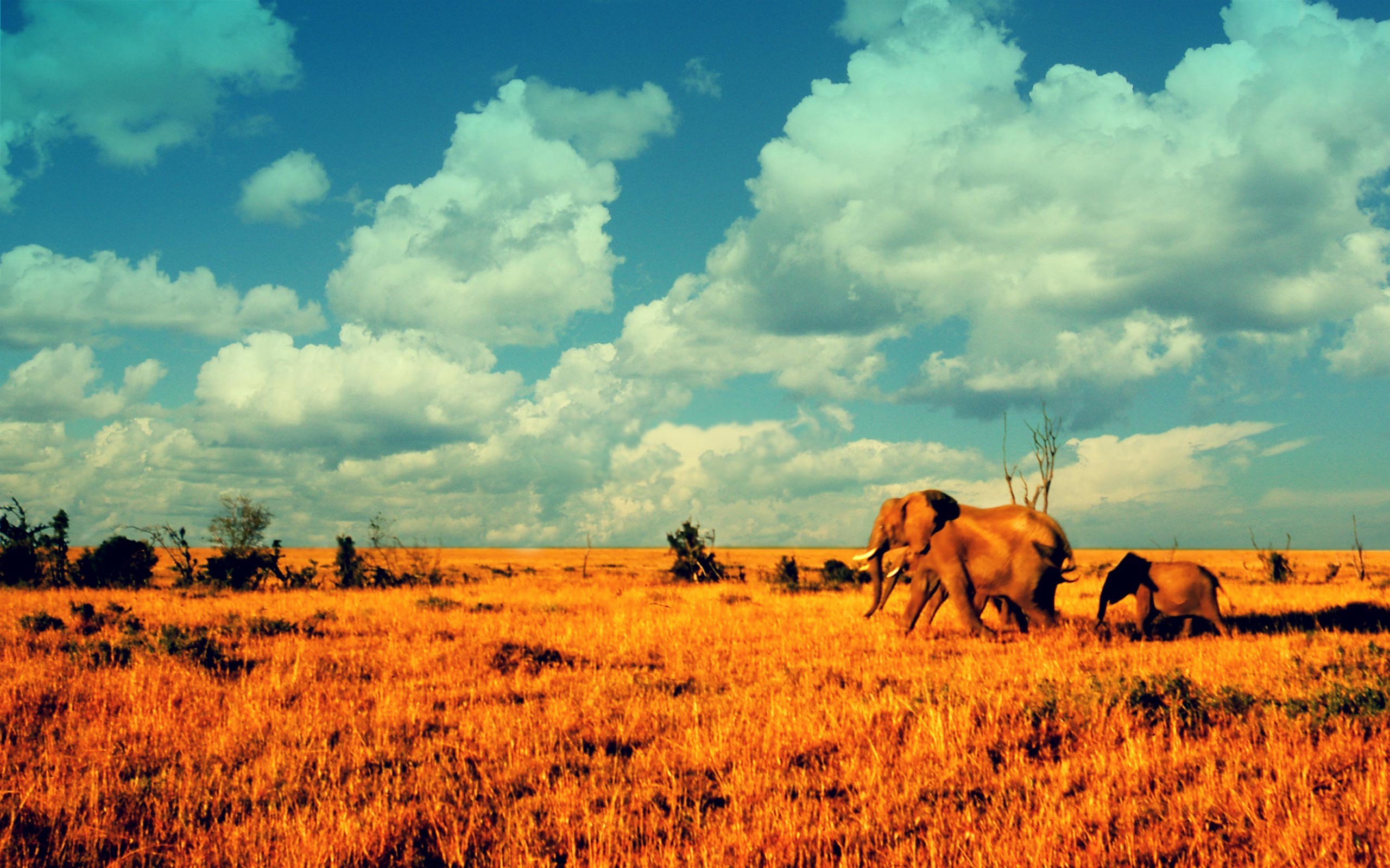 Elephants In The Savanna Wallpaper And Image Pictures