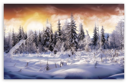 Winter Wonderland HD Desktop Wallpaper Widescreen High Definition