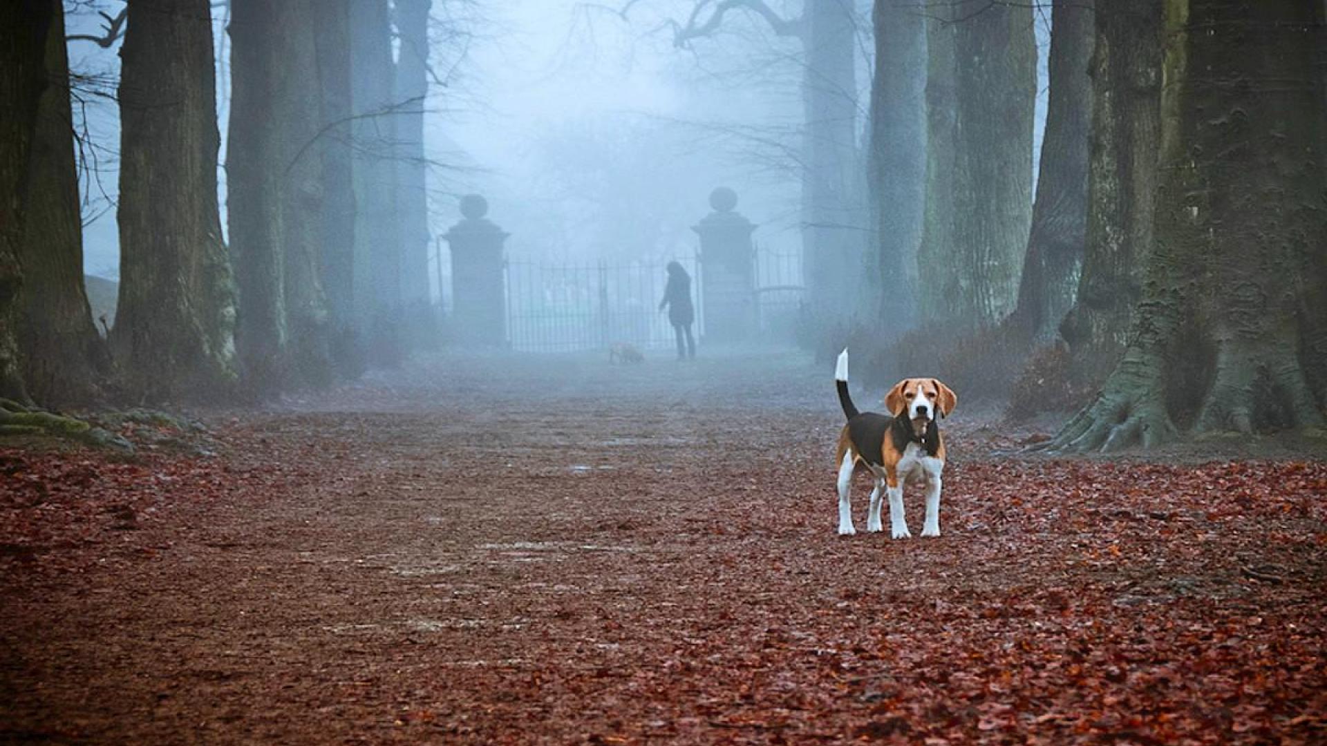 Cute small Beagle photo and wallpaper Beautiful Cute small Beagle pictures