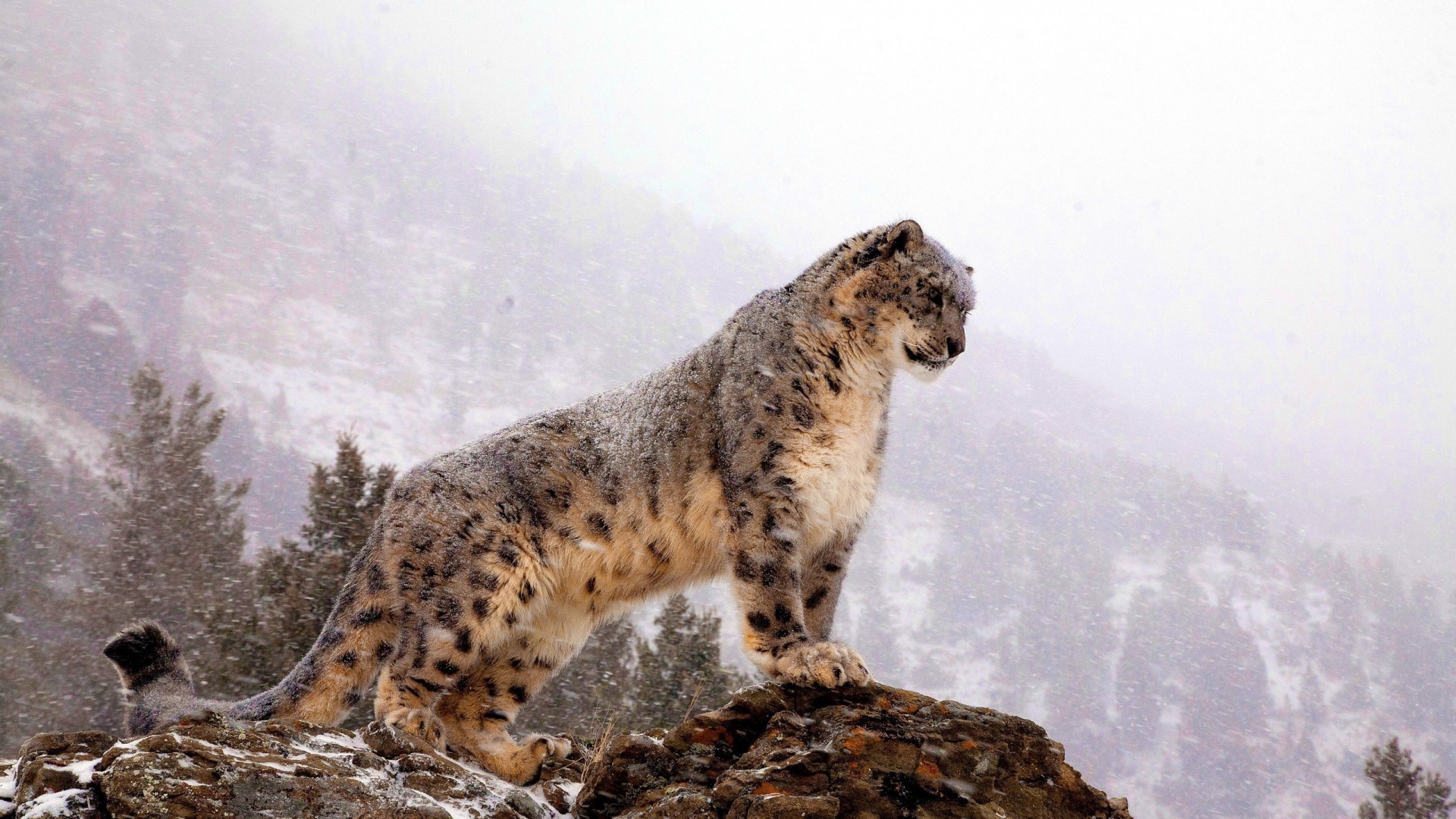 Wallpaper Snow Leopard Top Big Cat Predator Full HD 1080p