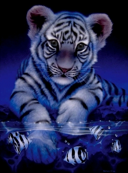 Cute Tiger Pics Tigers Photo