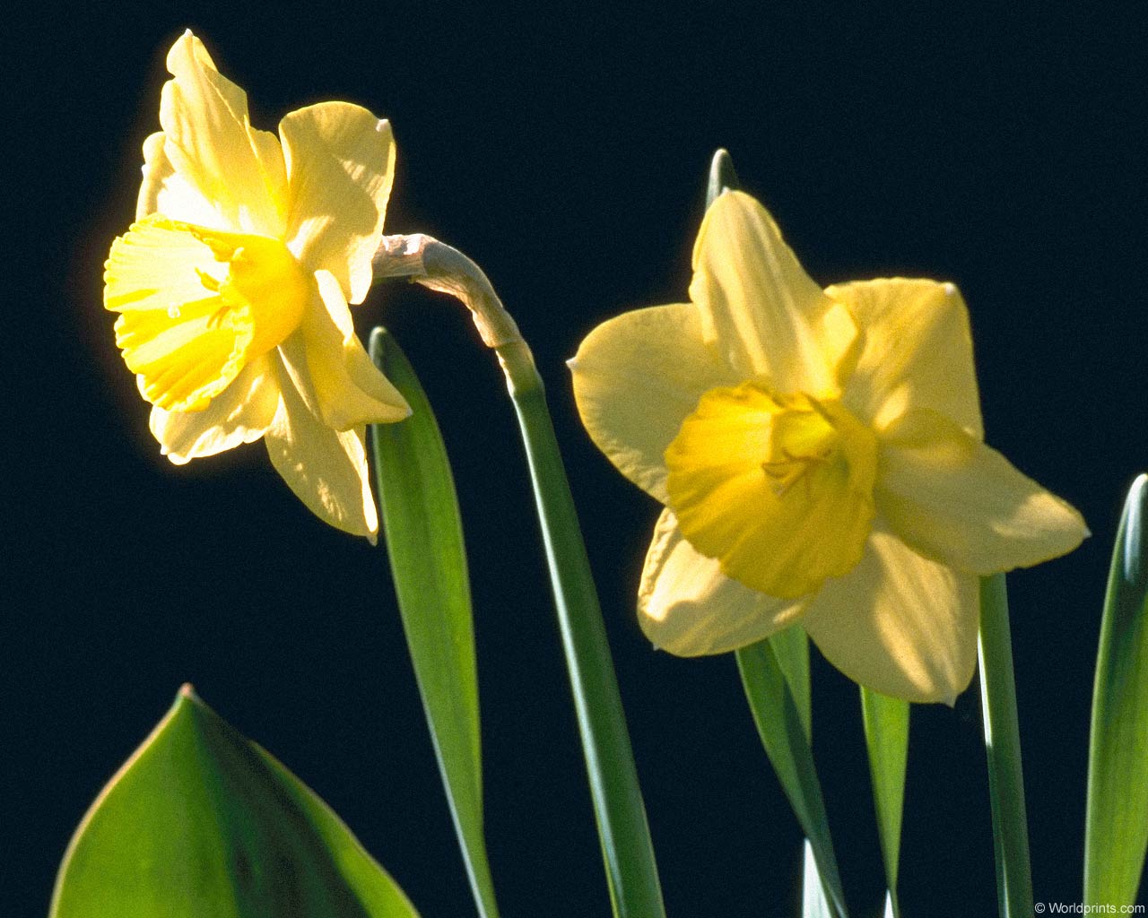 Wallpaper Daffodil Flower