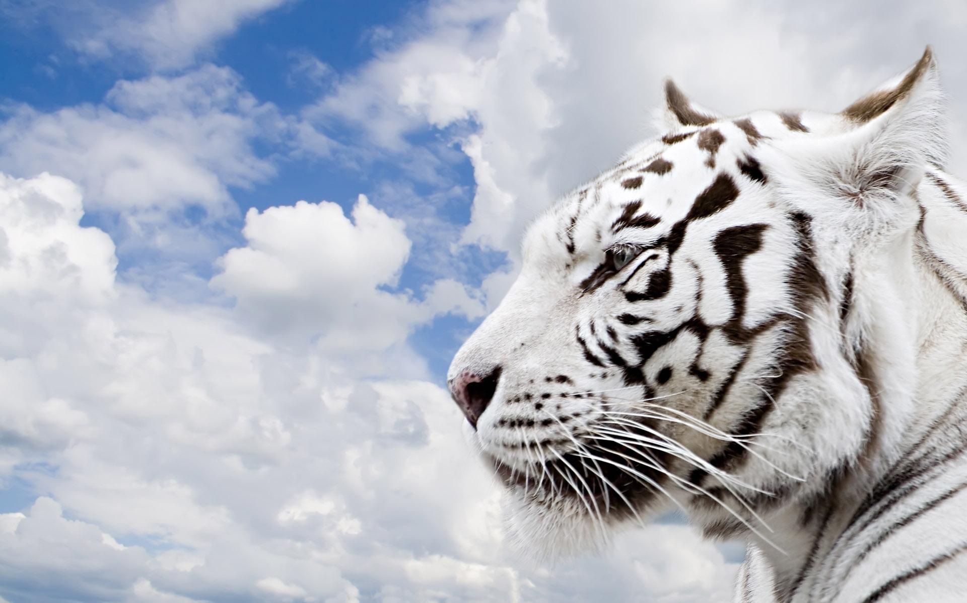 Free download Wallpaper clouds white tiger White Bengal tiger