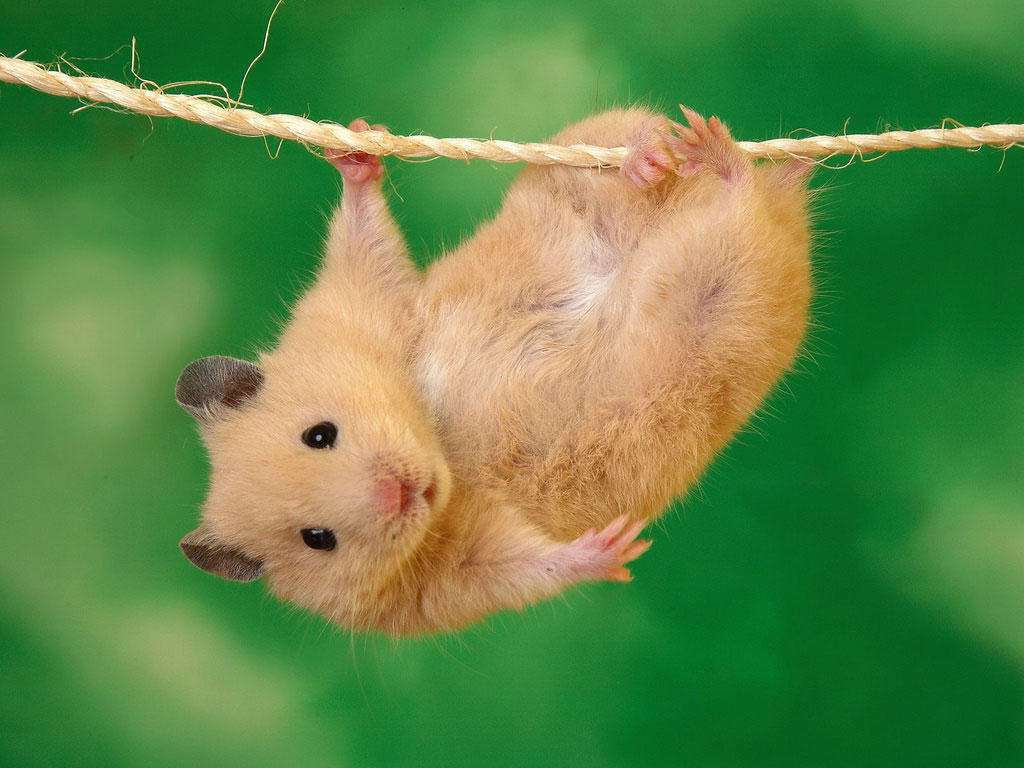 Funny Hamster Photos Animals Wallpaper Litle Pups