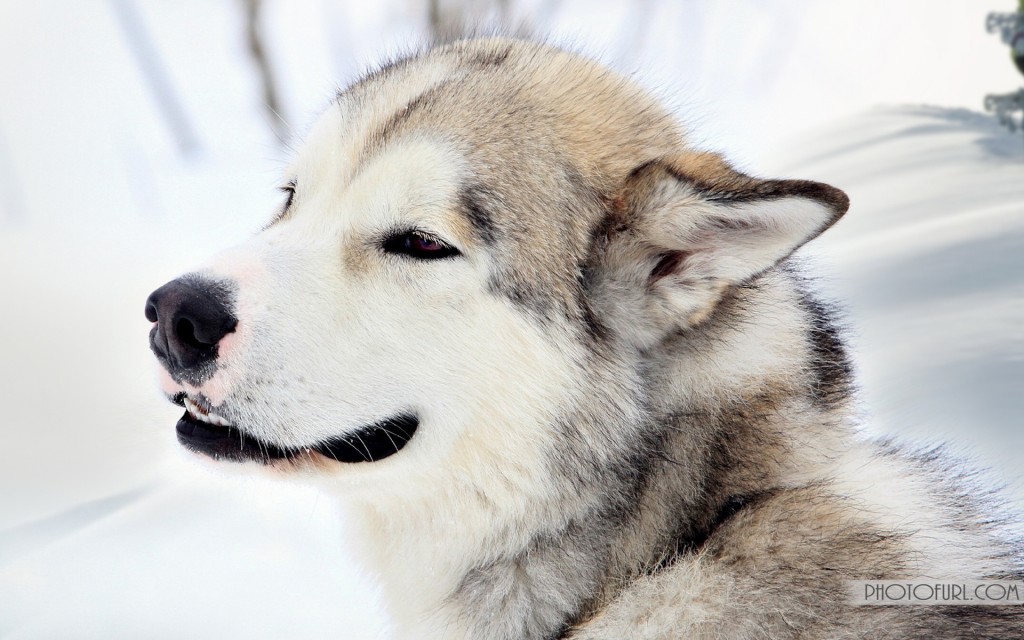 Cute Snow Dog HD Wallpaper