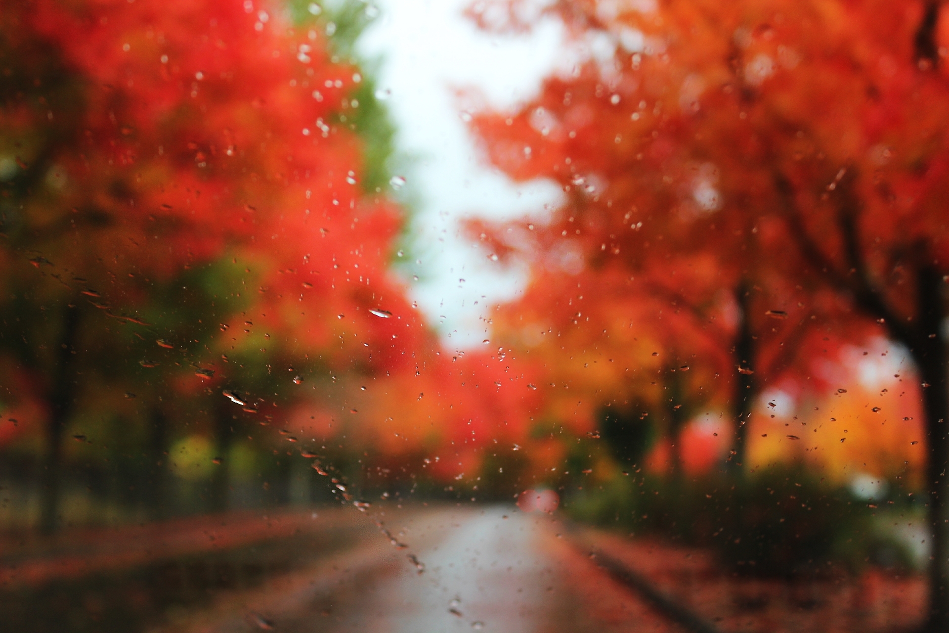 Glass Drop Rain Autumn Trees Blur Road Wallpaper