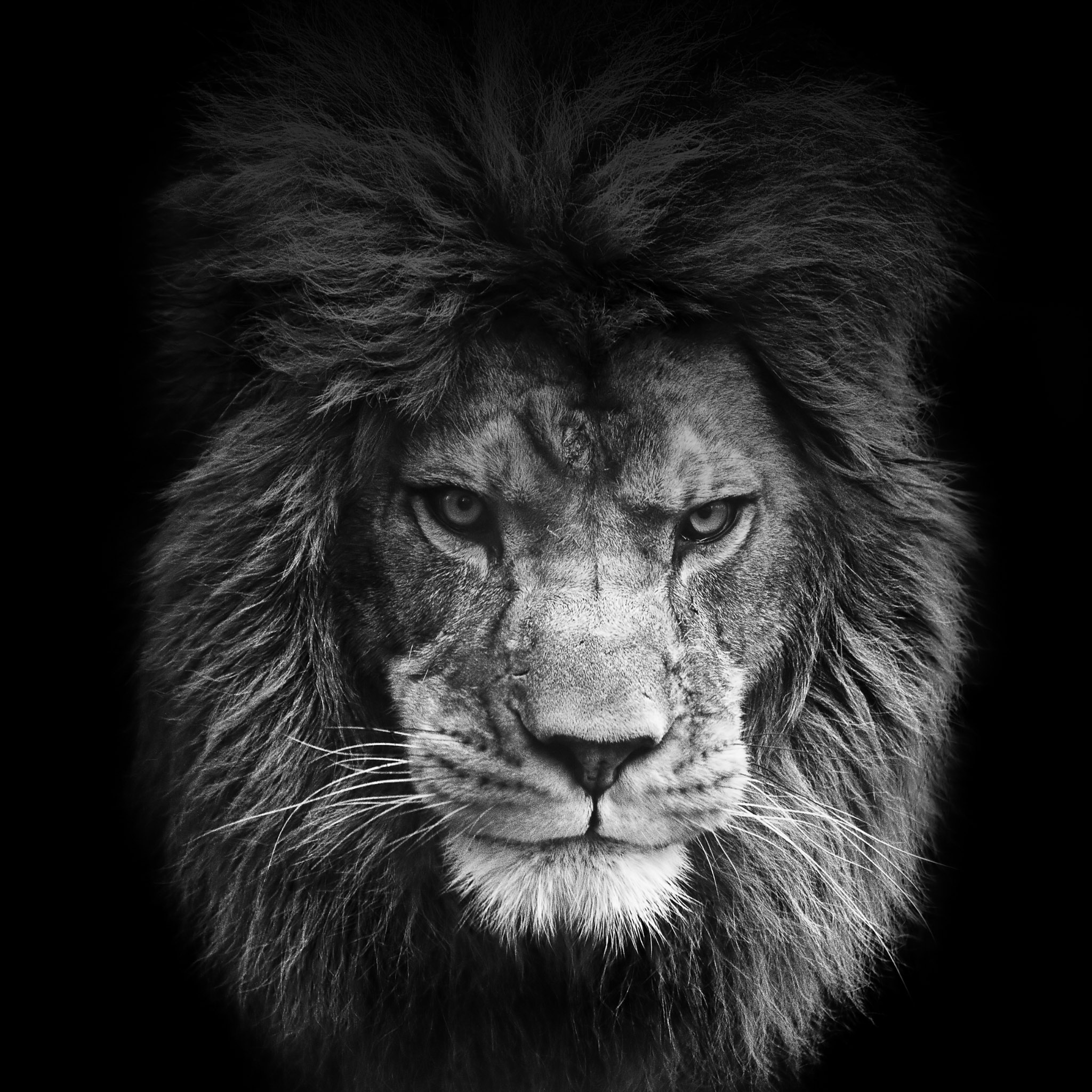Ios7 Legendary Lion Parallax HD iPhone iPad Wallpaper
