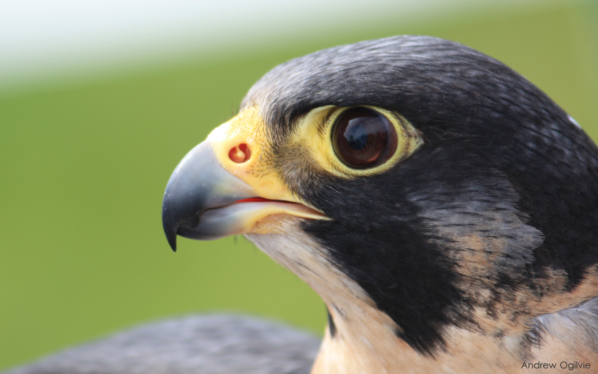 Peregrine Falcon By Primalorb