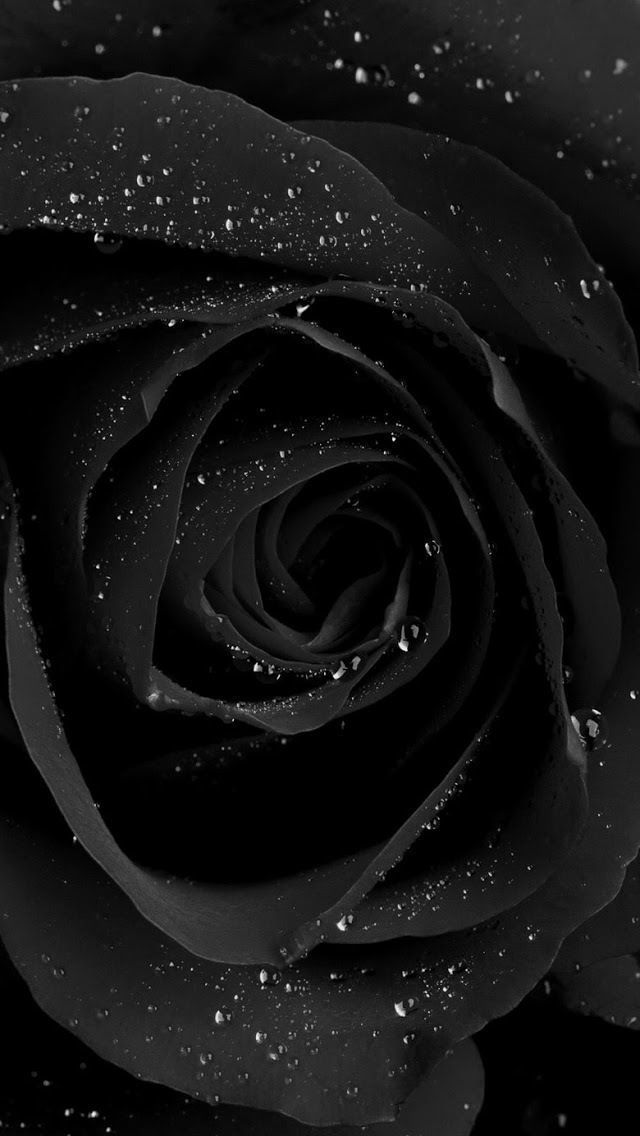 Fye Wallpaper iPhone In Black Roses