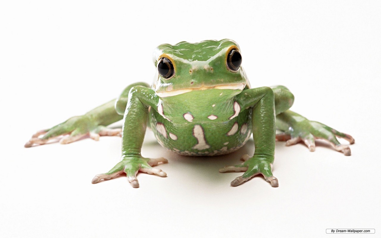Frog Wallpaper On Desktop