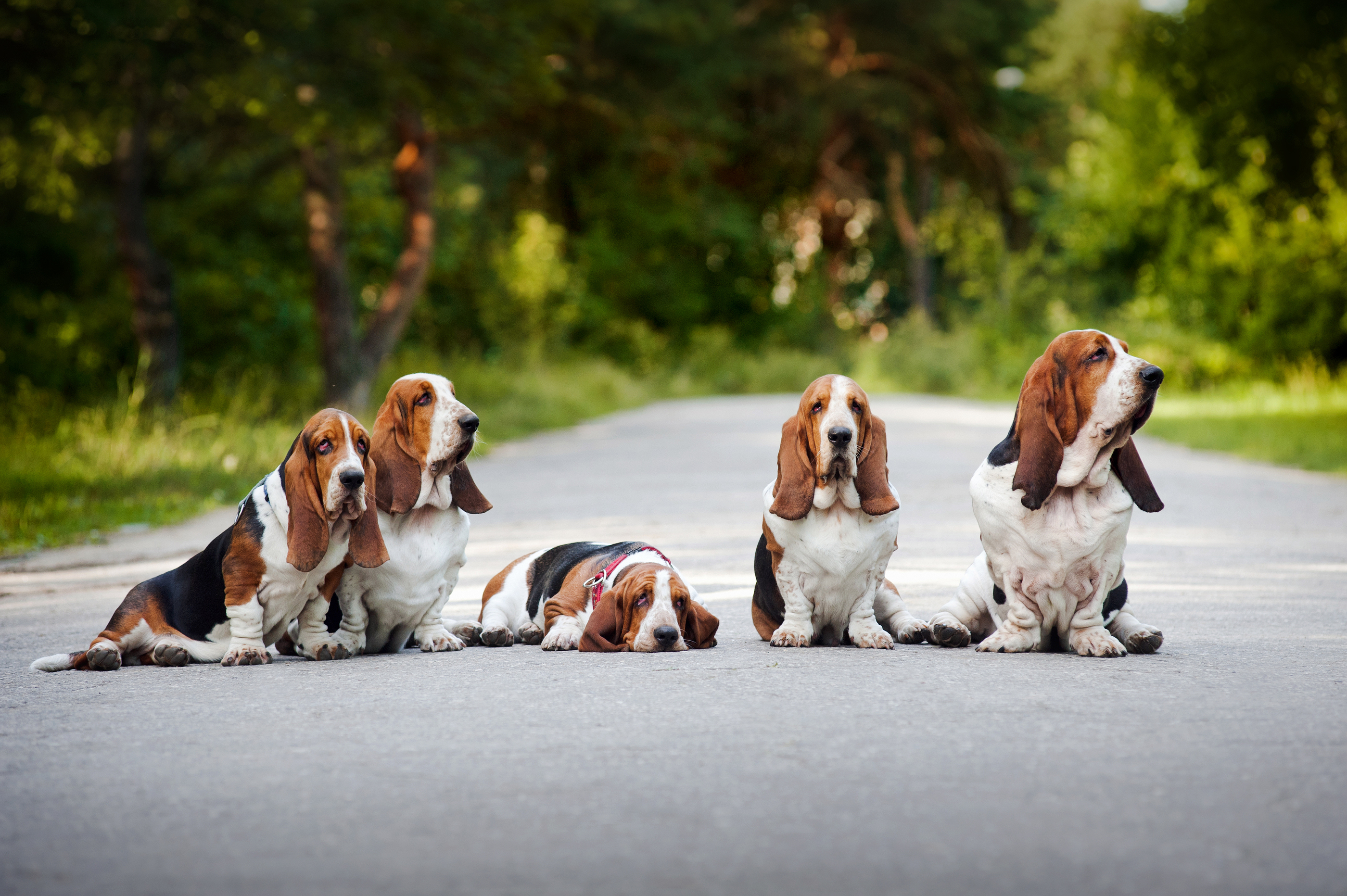Basset Hound Sitting On The Road Wallpaper And Image