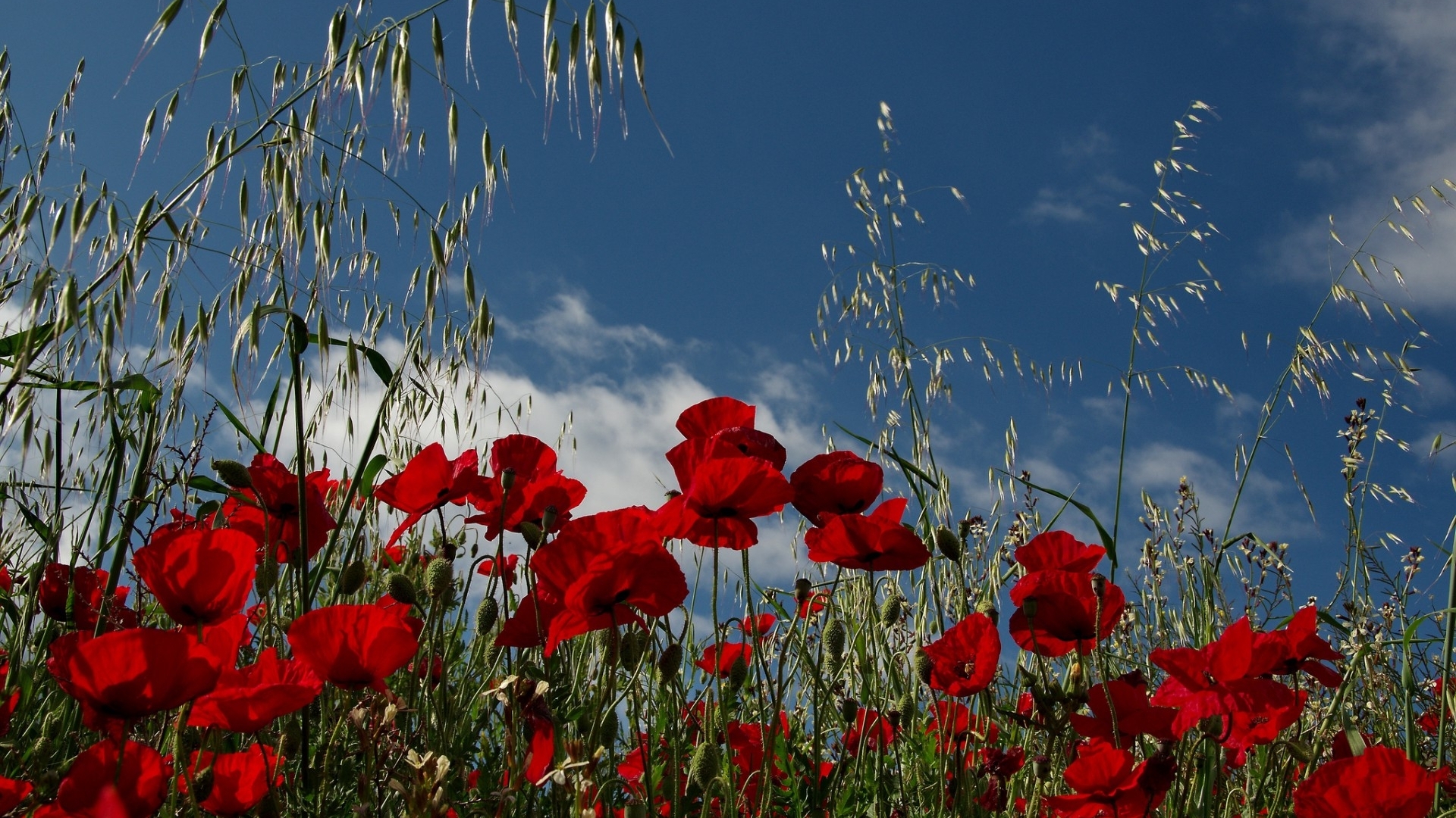 [42+] Wallpapers with Poppies | WallpaperSafari