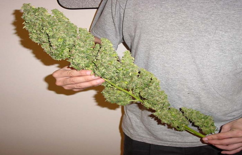 Big Bud Marijuana HD Weed Wallpaper