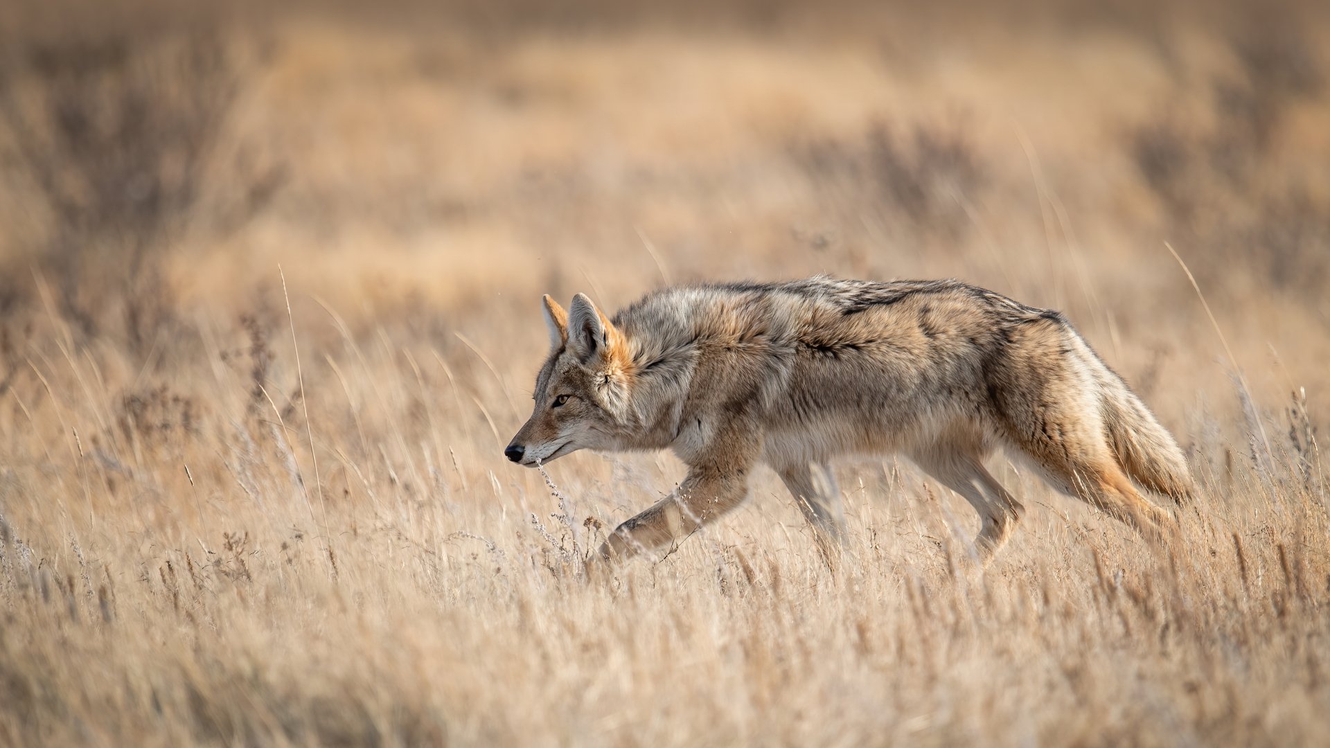 Coyote Wallpaper