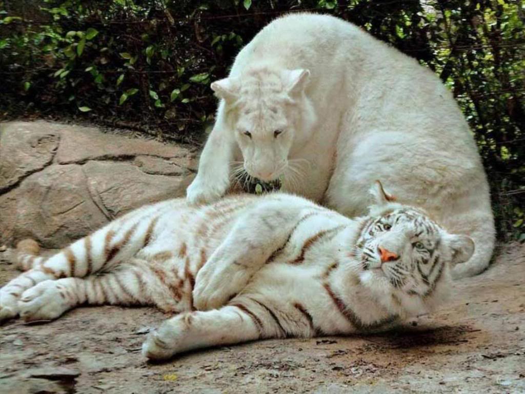 Friends White Tiger Wallpaper Which Is Under The