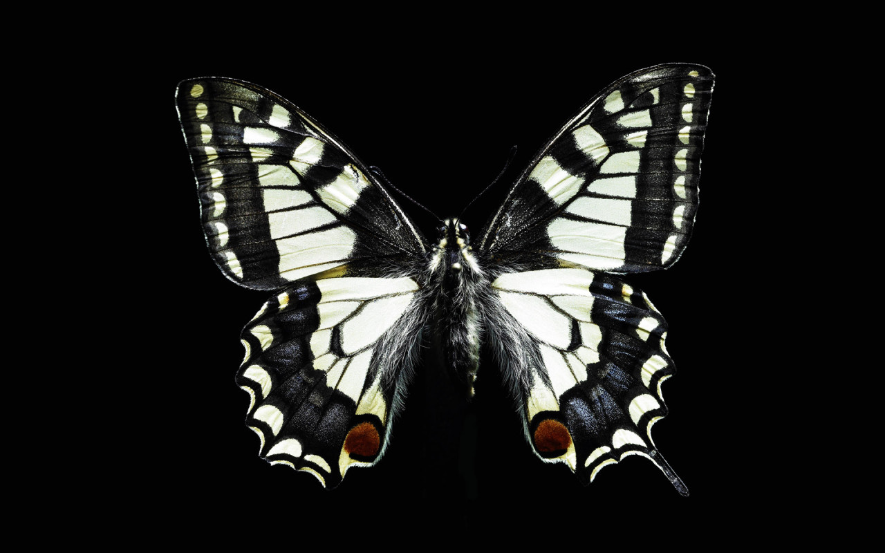 Black And White Butterfly Wallpaper Funny Animal
