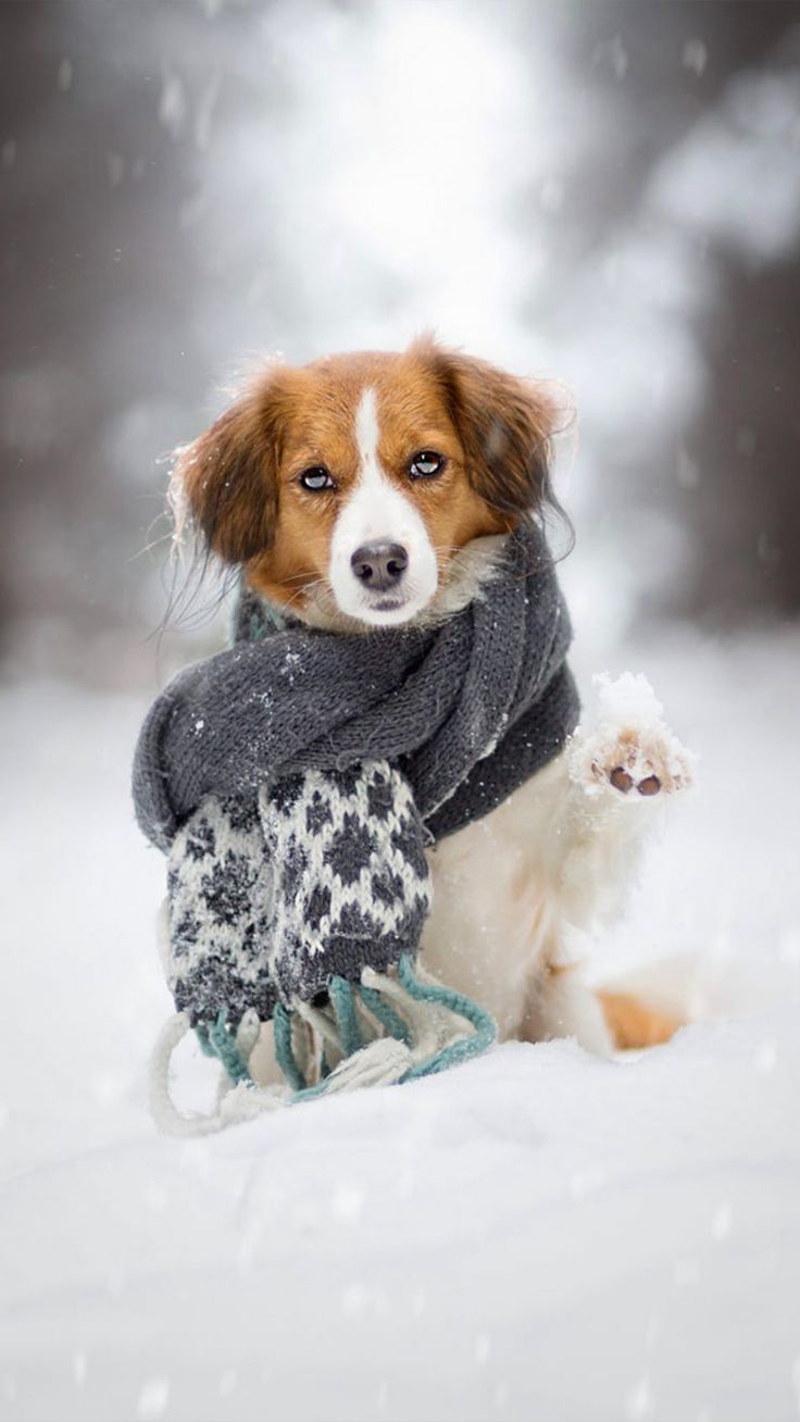 Cute Winter Puppy Wallpaper Most Popular
