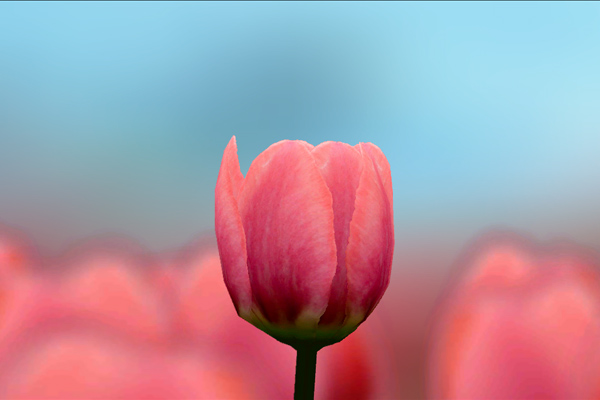 3d Tulip Live Wallpaper Samsung