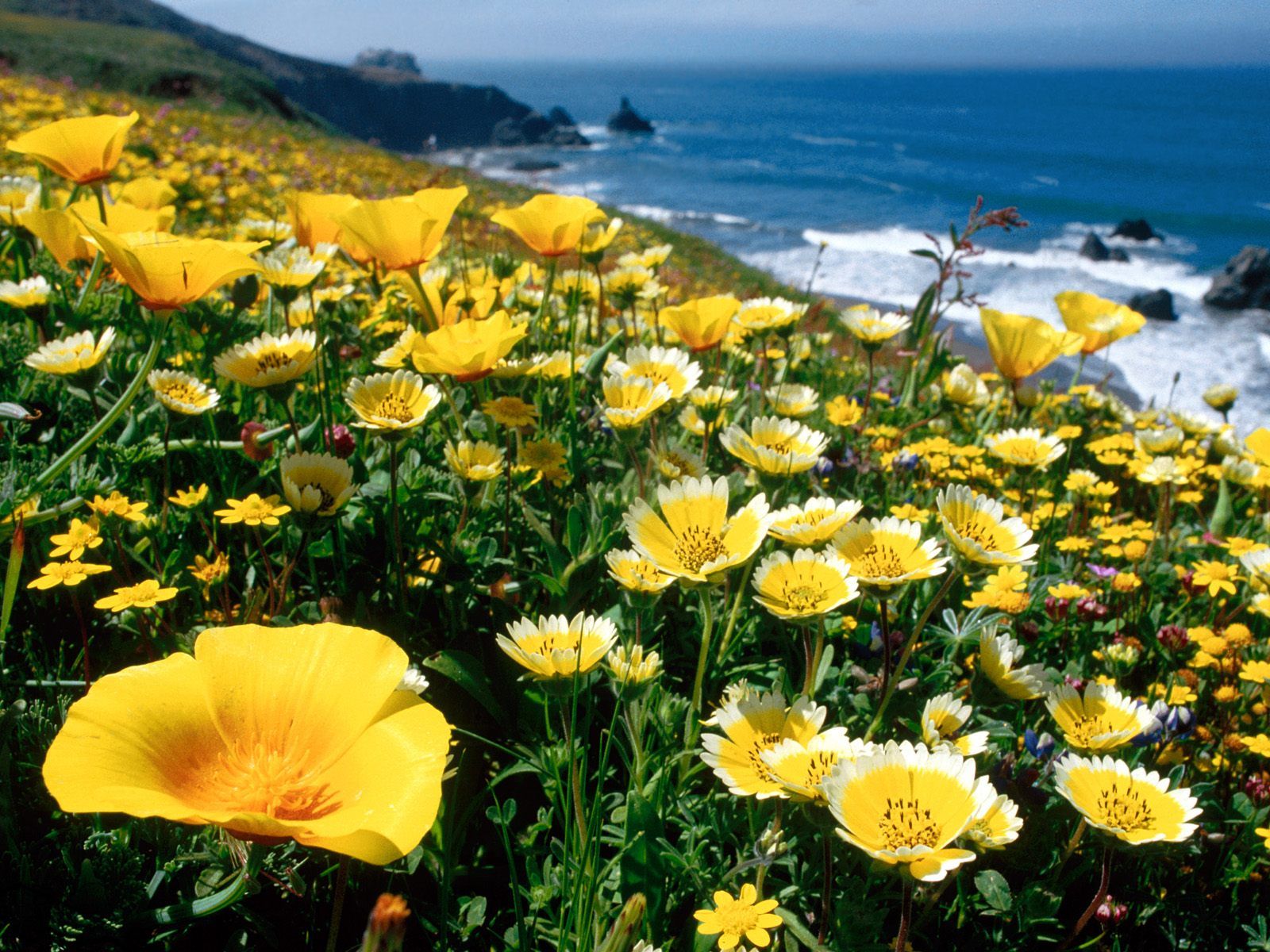 Desktop Wallpaper Beach California Poppies Yellow