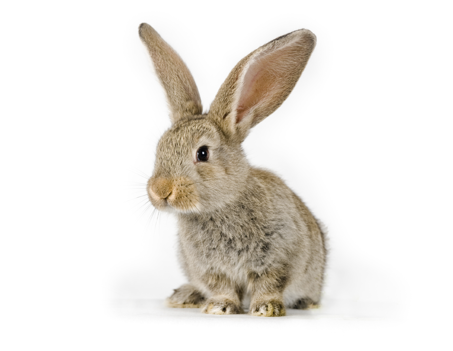 Download hd adorable little bunny wallpaper HD wallpaper