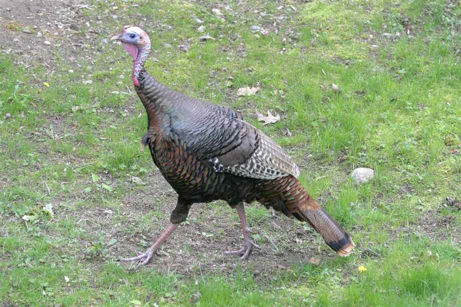 Pictures Of Turkeys Turkey Facts