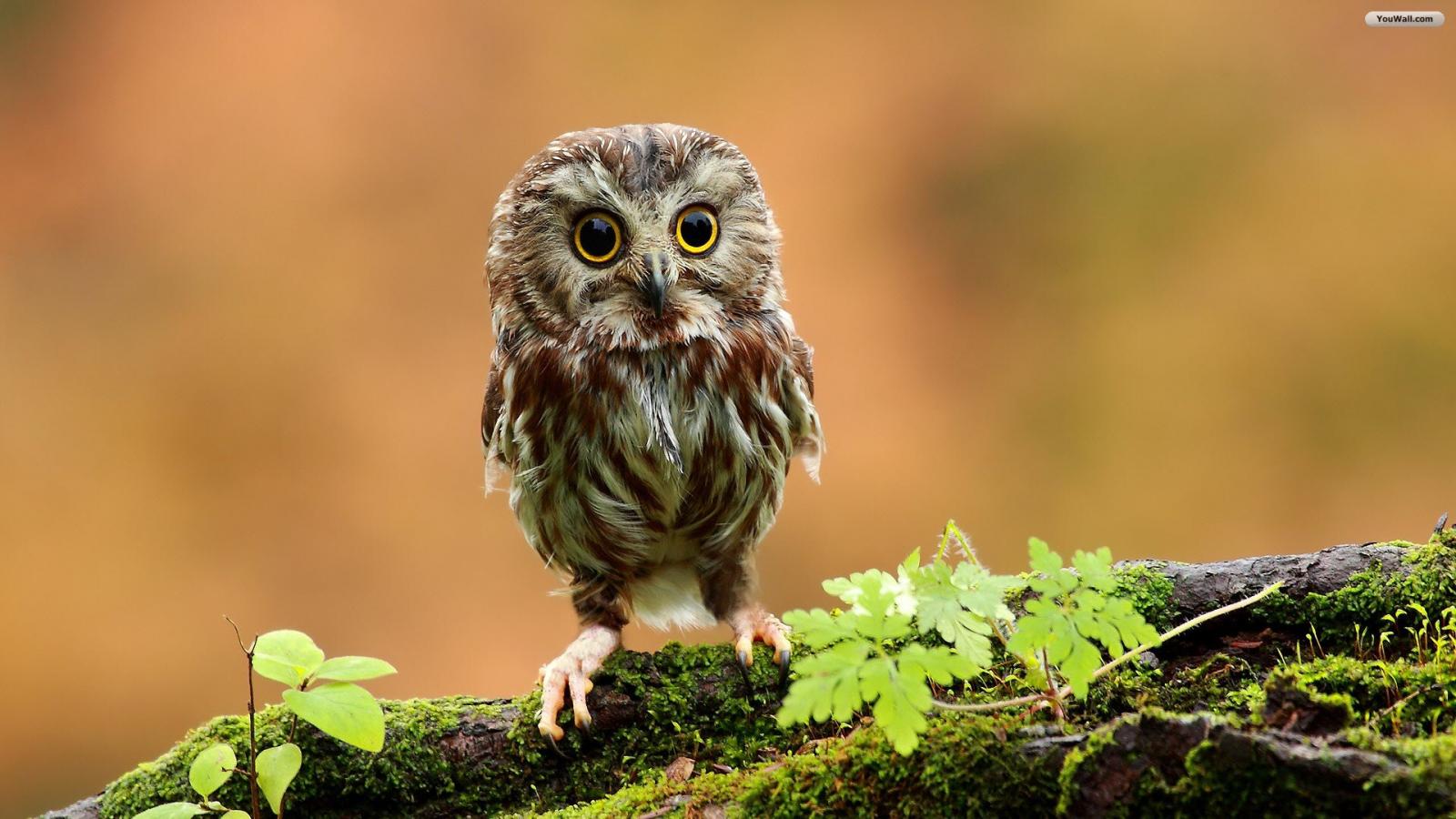 Baby Owl Wallpaper Photo Desktop