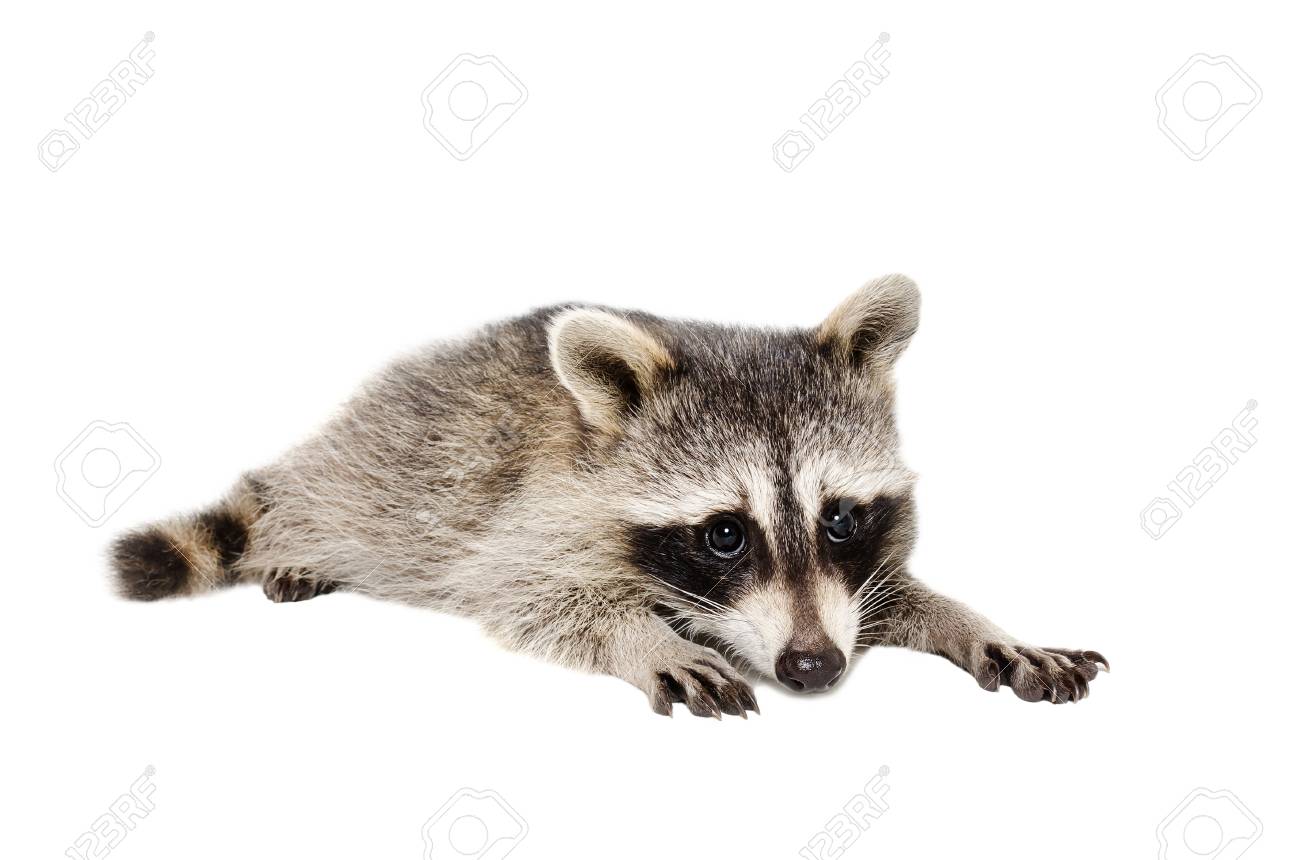 Portrait Of A Cute Raccoon Lying Isolated On White Background