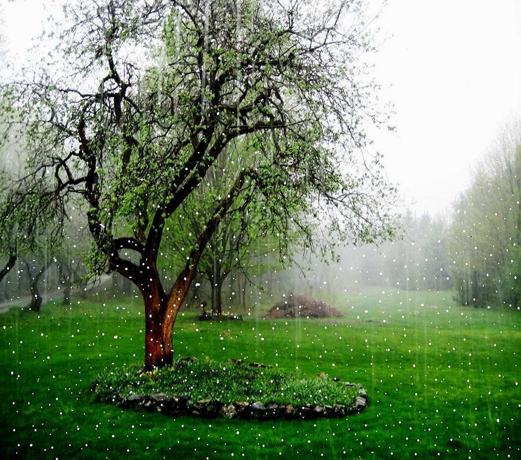 Download Beautiful Rain Falling Wallpaper Live HD Hq By Jerrysharp   DlNbS2 