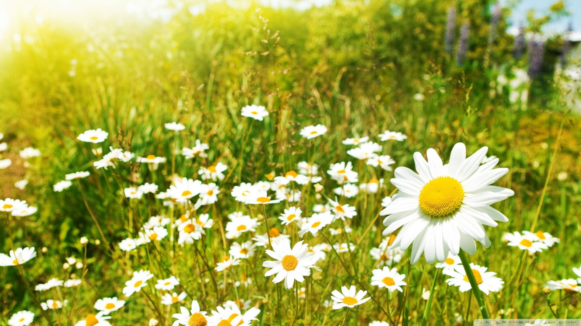 Wildflowers Sunny Day Wallpaper