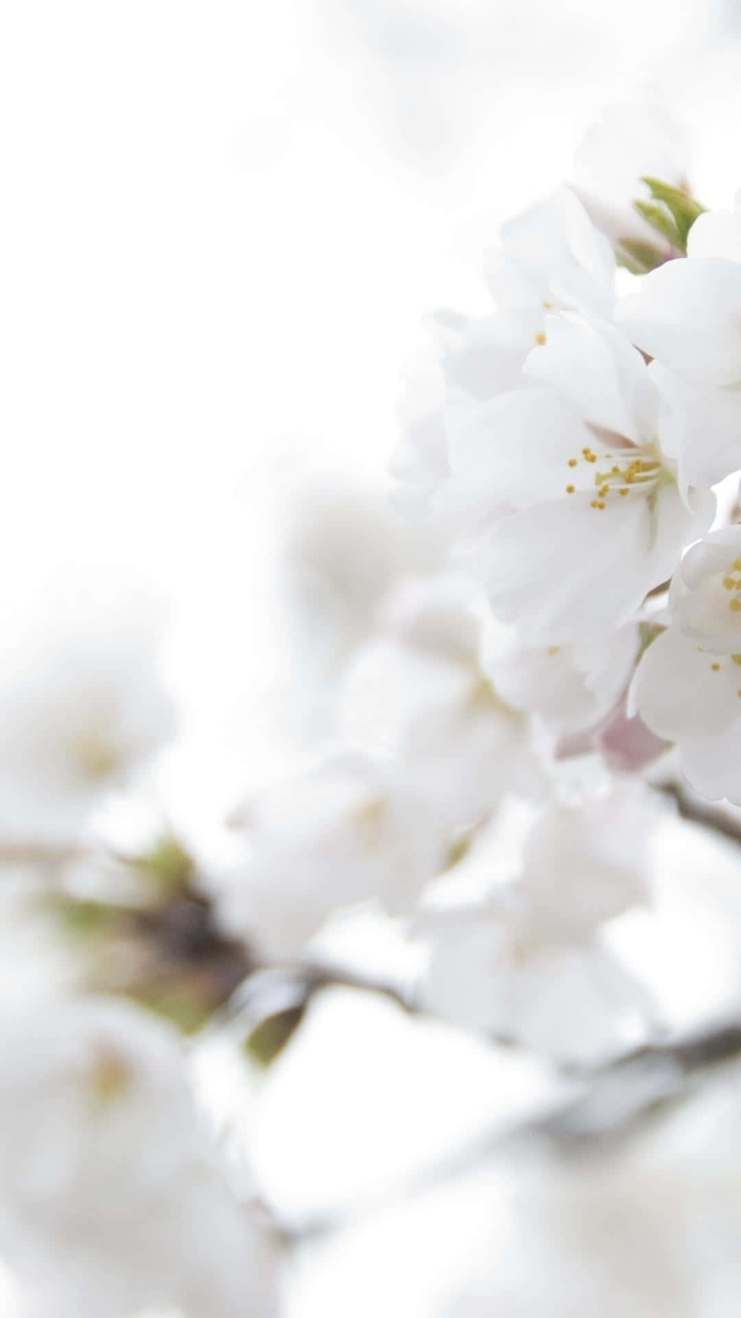 Iphone White Wallpaper