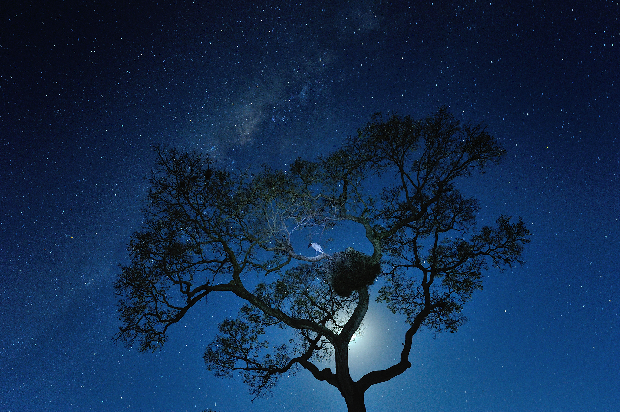 Wallpaper Space Stars Night Milky Way Tree Bird