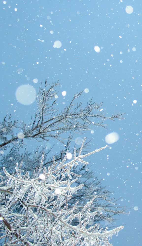 Winter night snow tree HD phone wallpaper  Peakpx