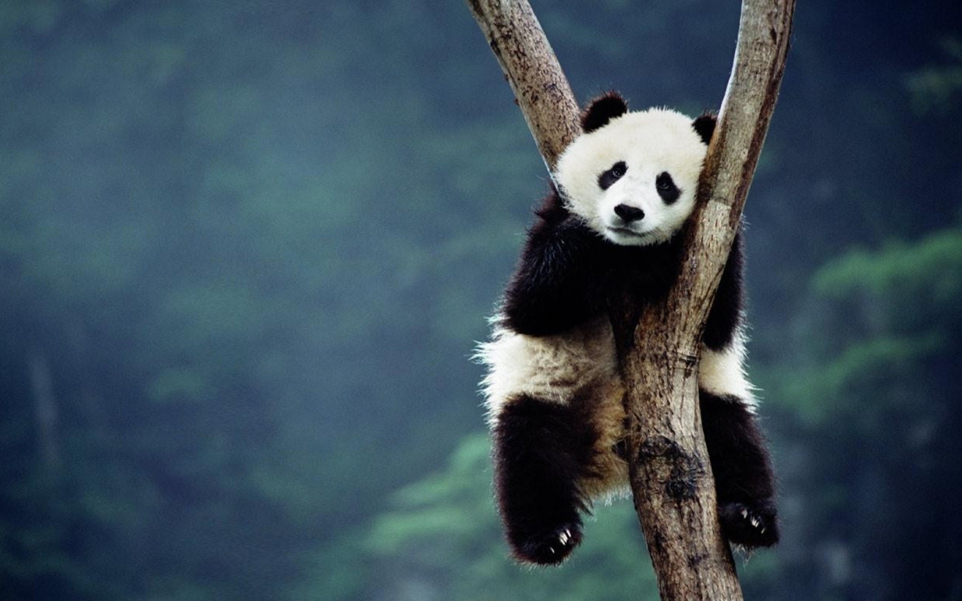 Baby Panda Wallpaper