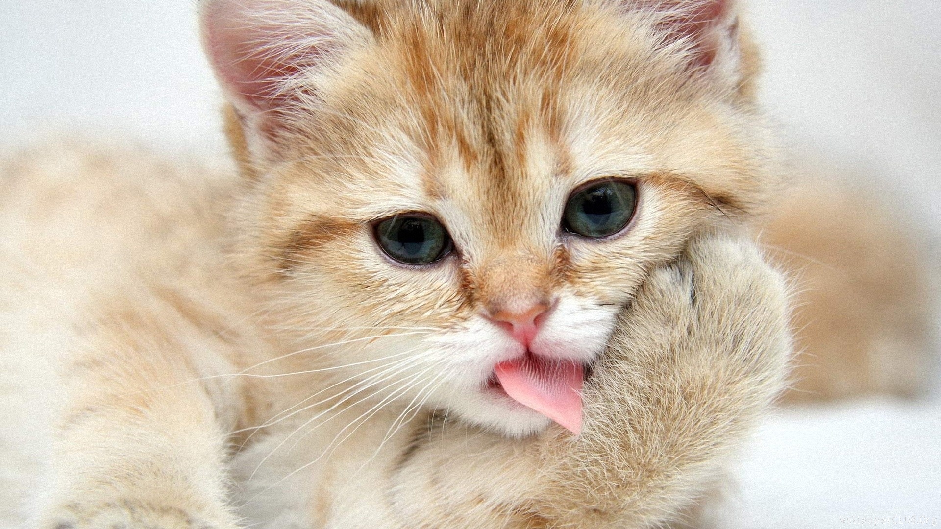 High Definition Cat Kitten Gatto Sfondo Desktop Micio Wallpaper