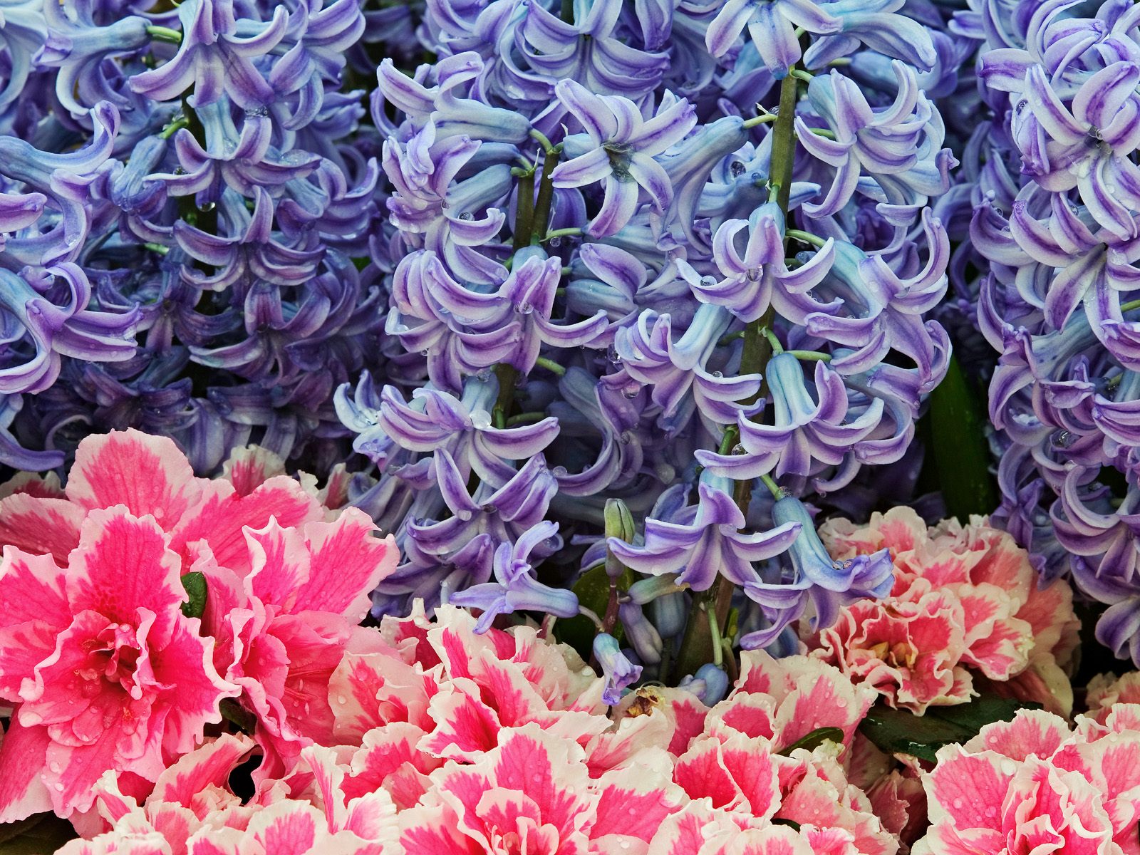 Hq Hyacinth Flowers Wallpaper