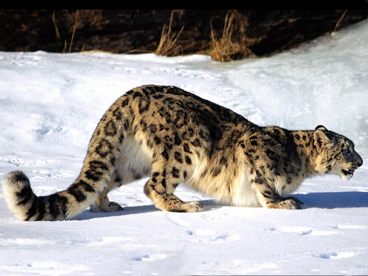 Snow Leopard Crouching Wallpaper
