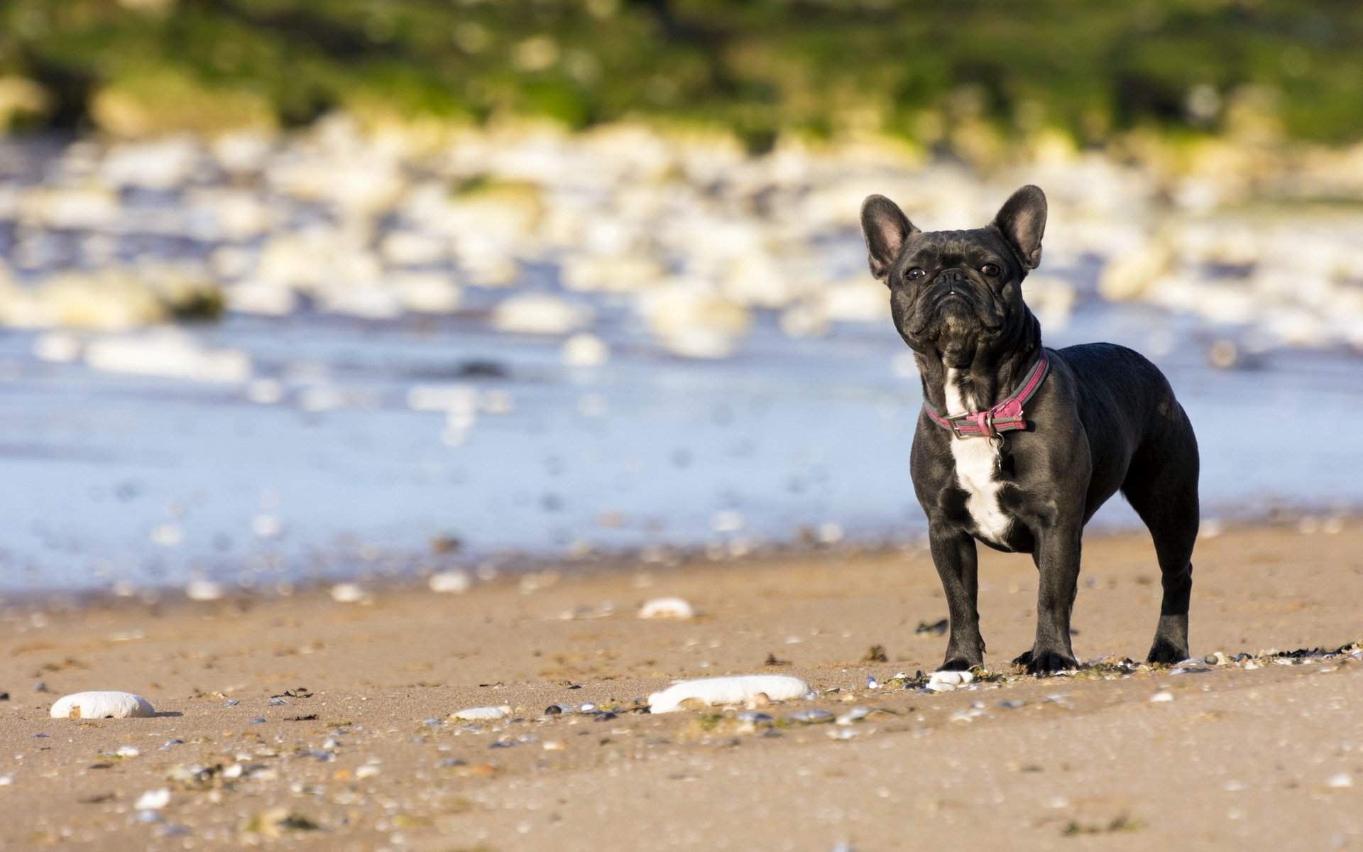 Charming French Bulldog Wallpaper