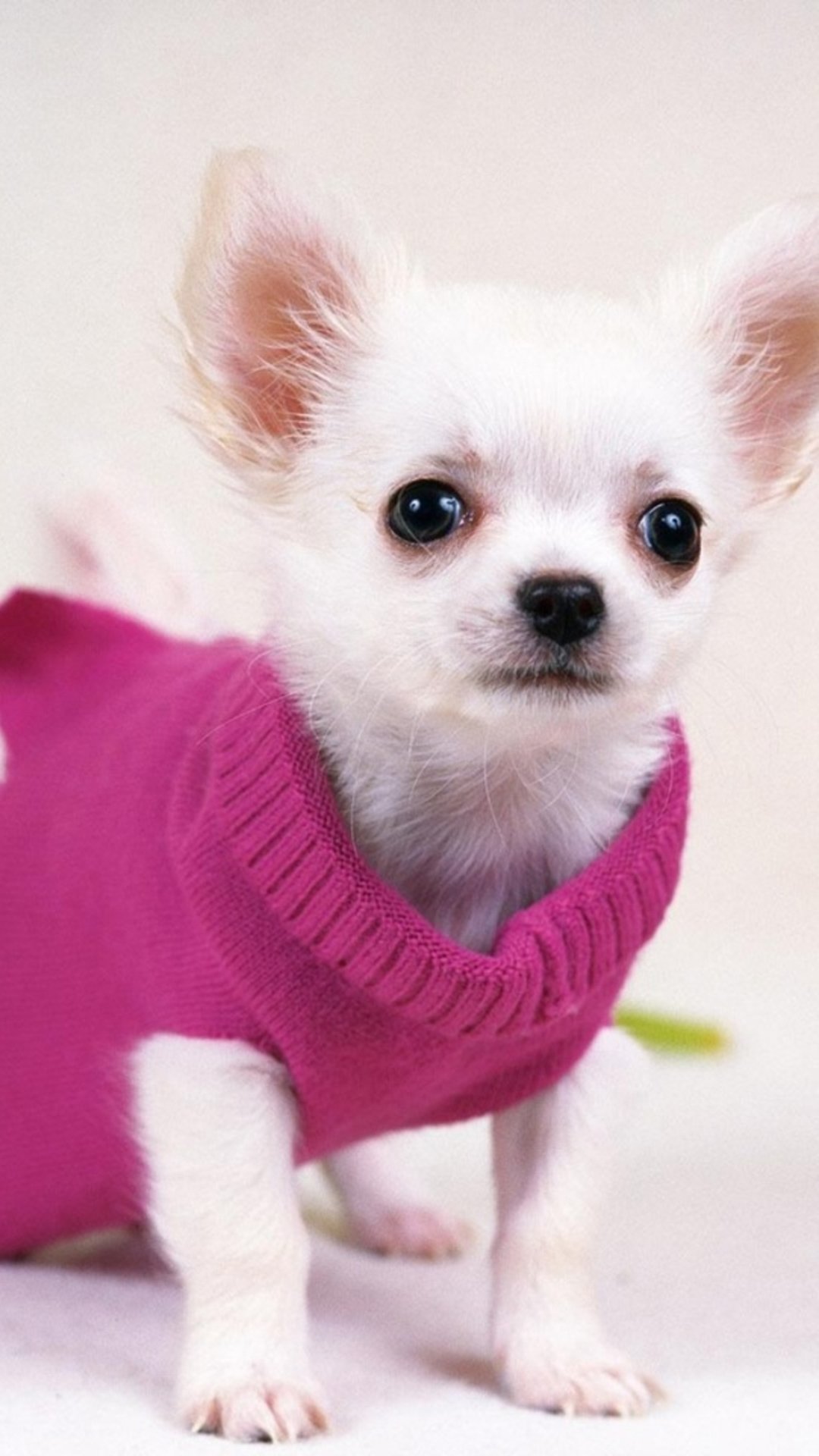 Cute Animals iPhone Wallpaper You Would Love To