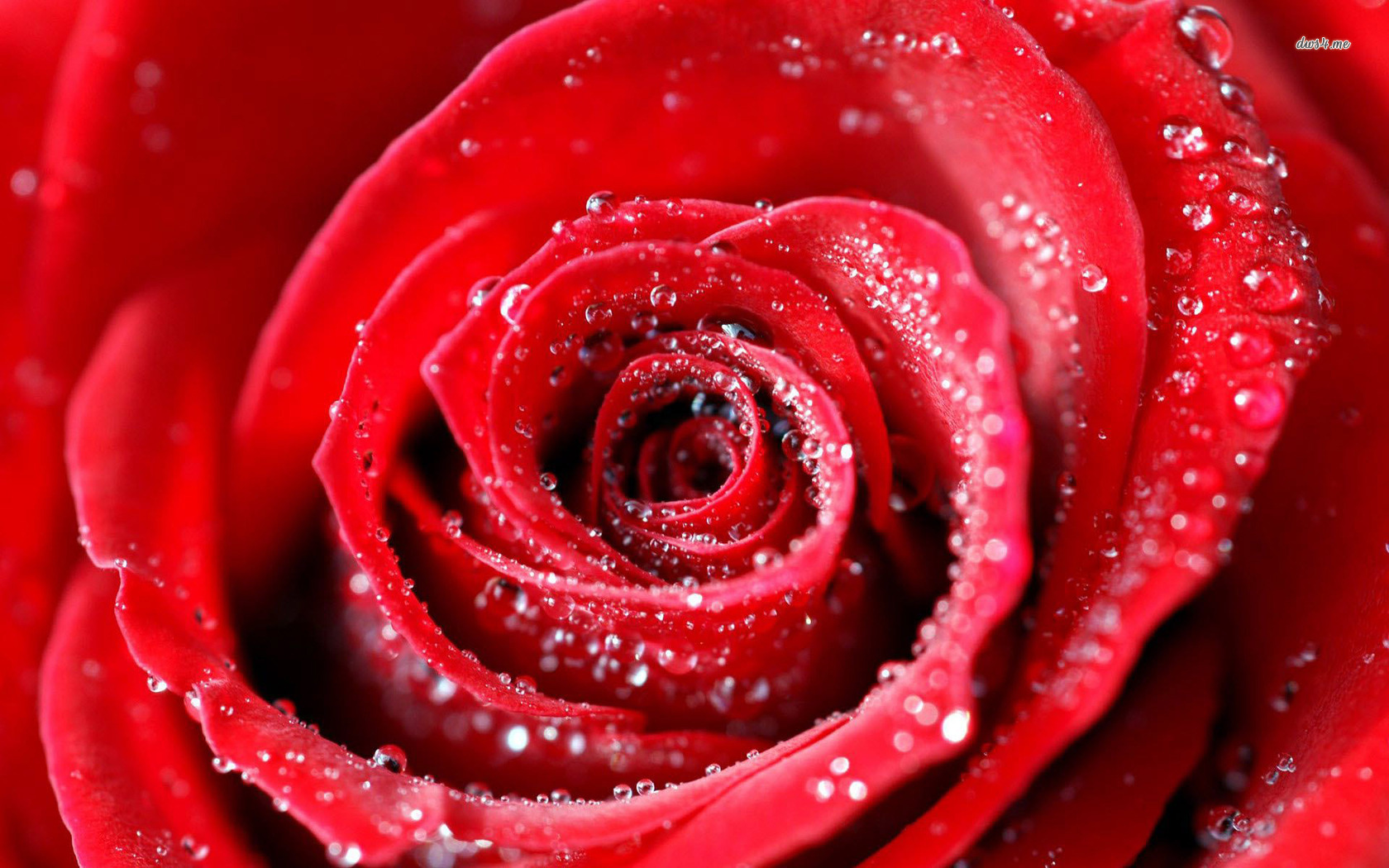 Water Drops Background Pictures chillcovercom Rose With Water Drops