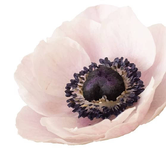 Anemone Flower Wallpaper