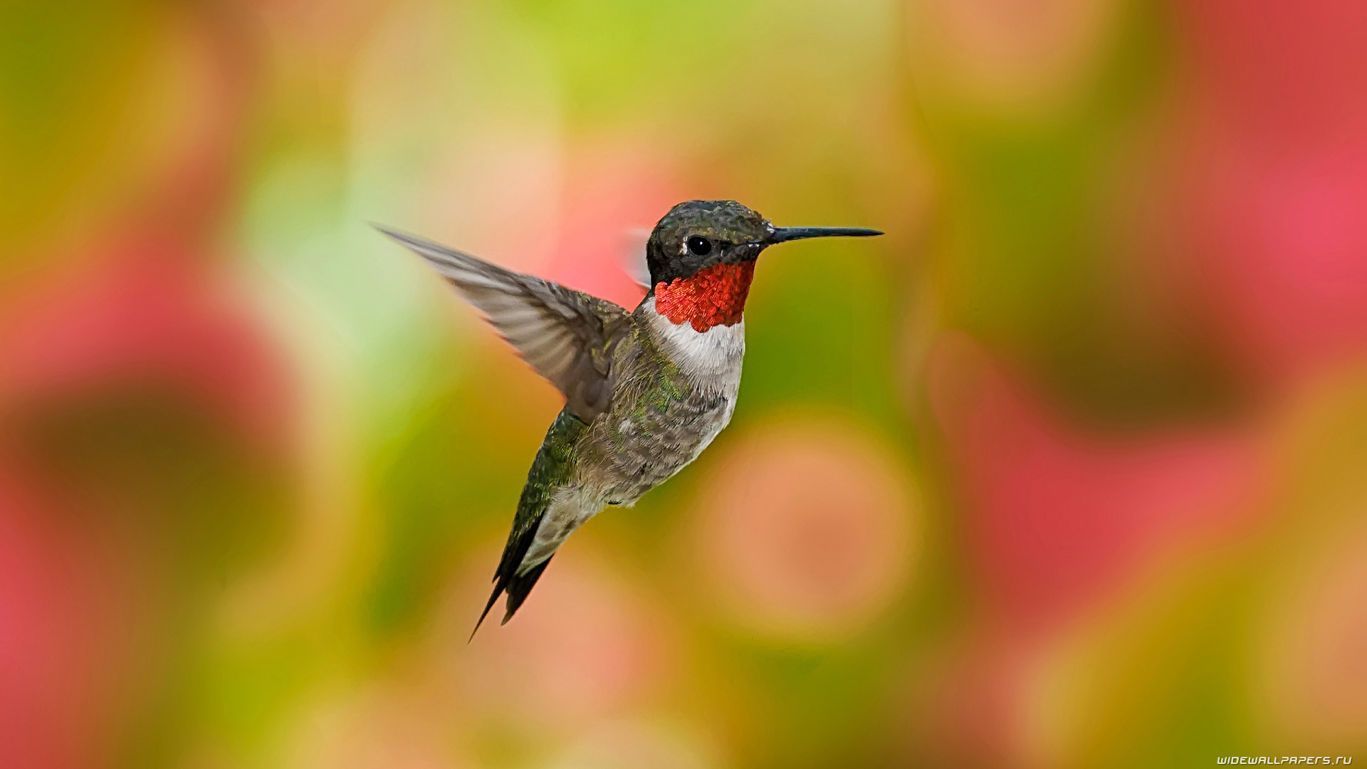 Bird Birds Desktop Wallpaper In HD