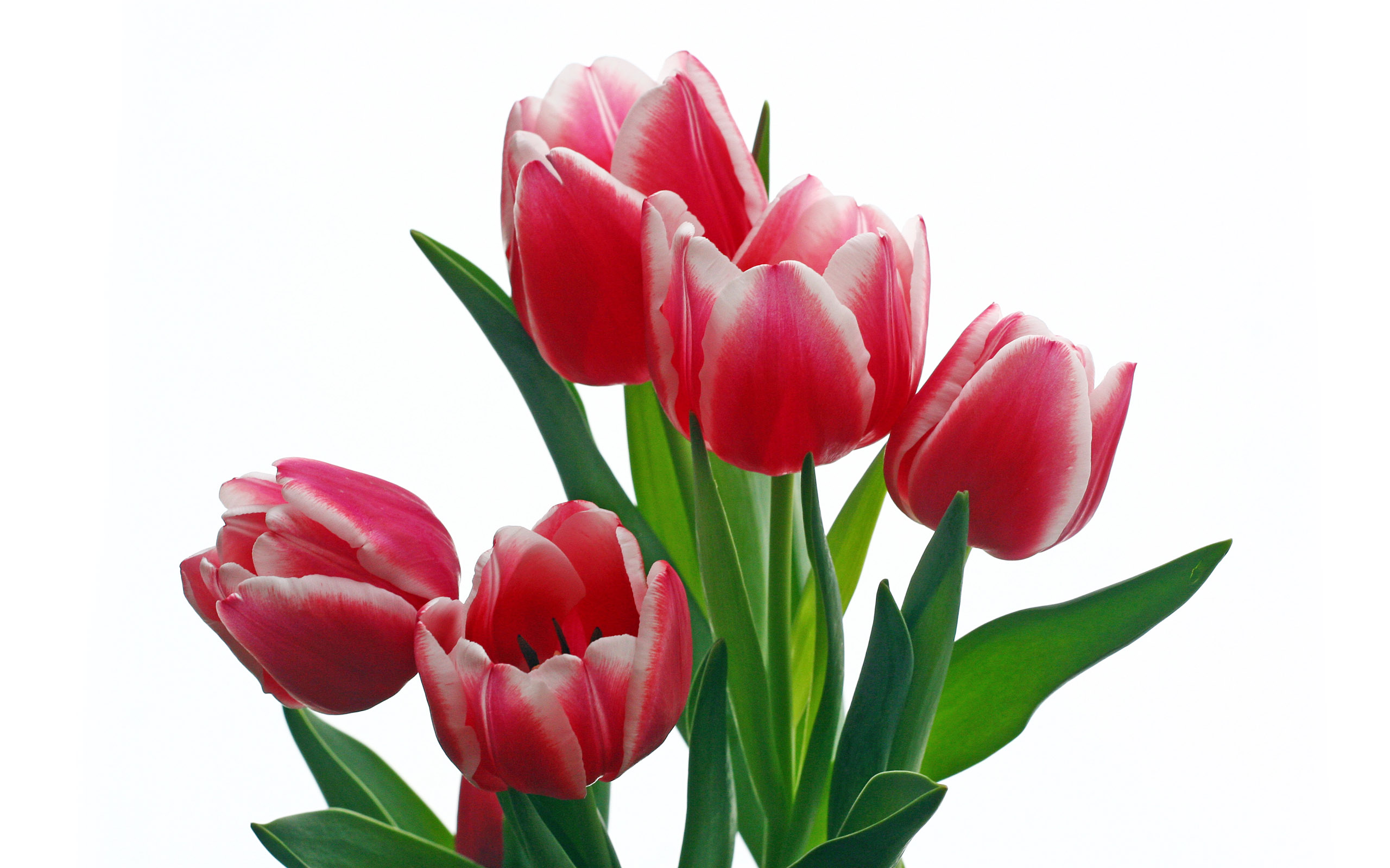 Gorgious Tulips HD Wallpaper And Drop A Ment About Our Post