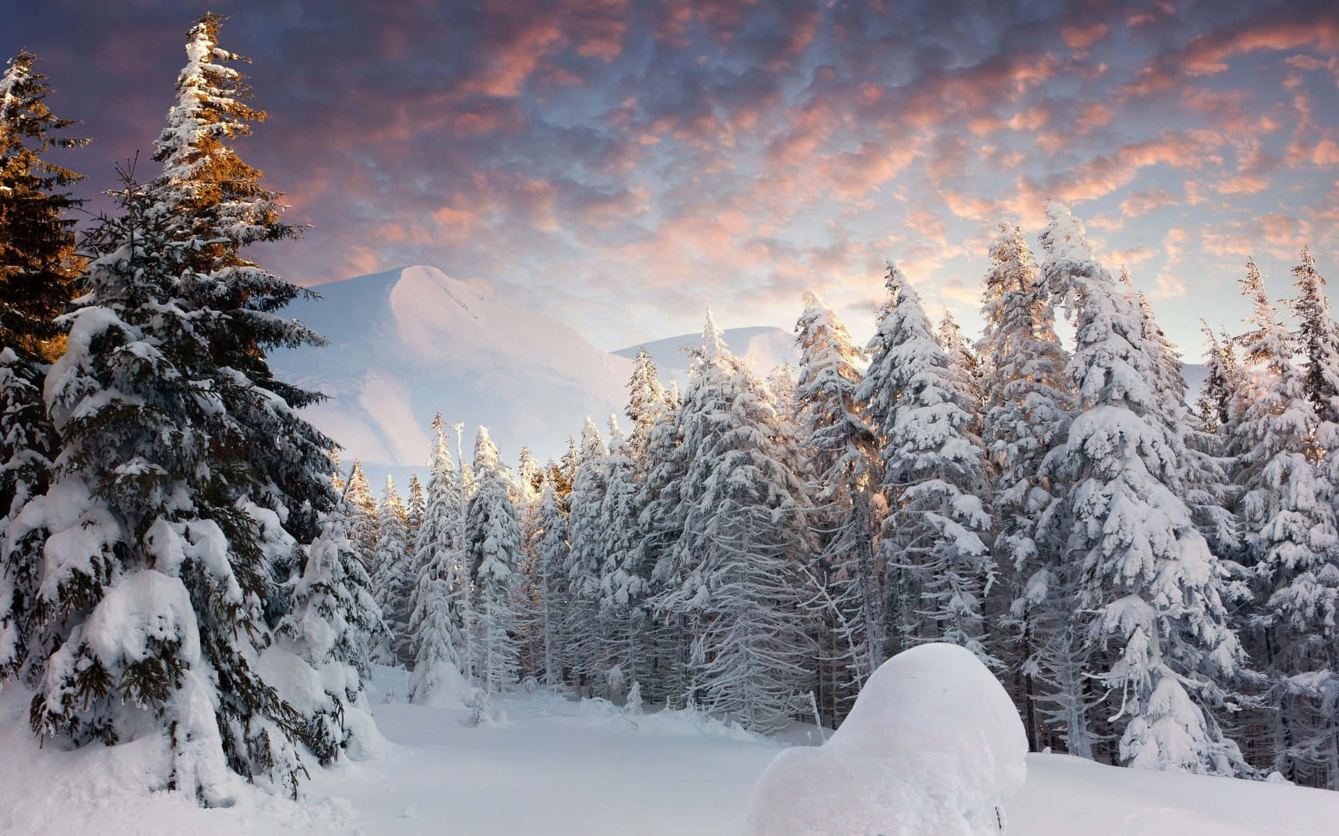 Winter Forest Wallpaper
