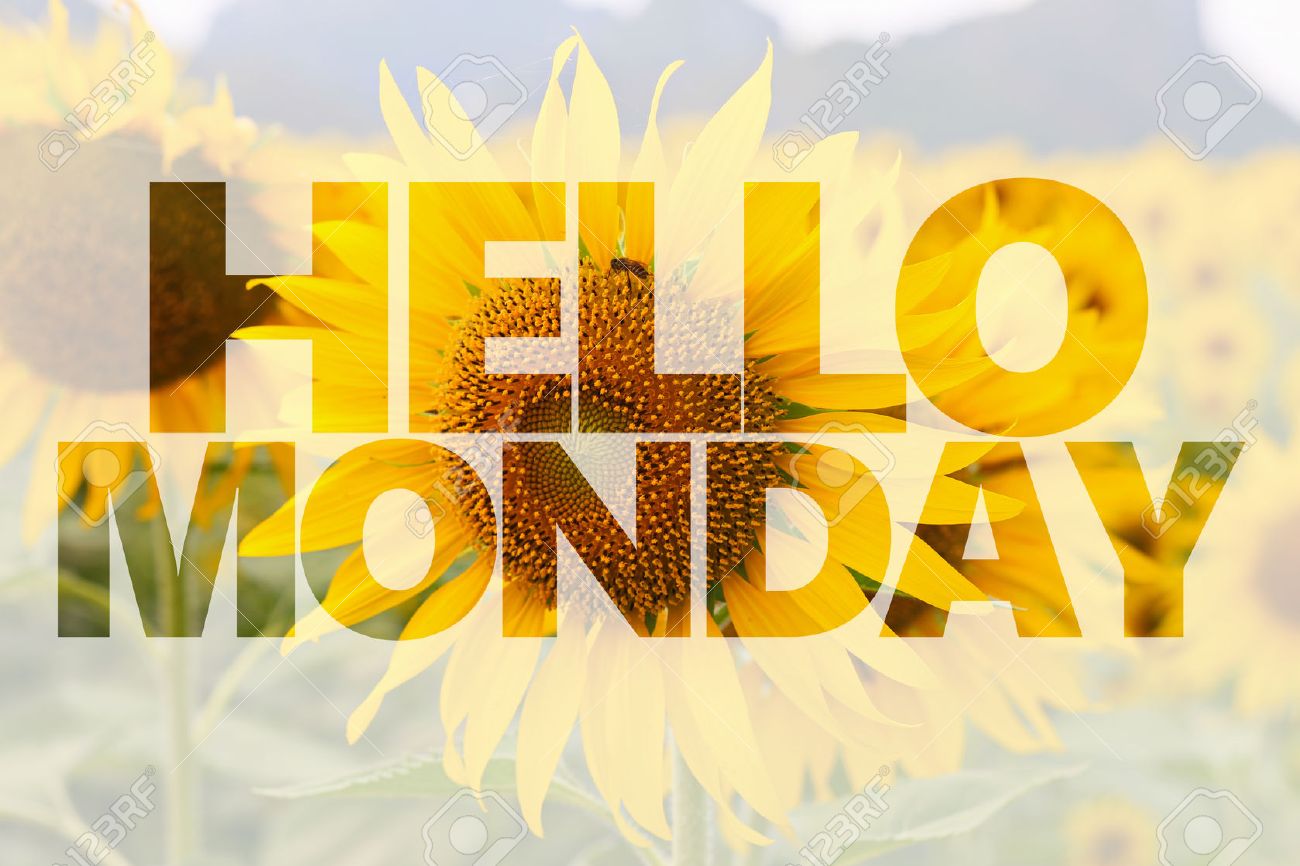 Hello Monday Word On Sunflower Background Stock Photo Picture And