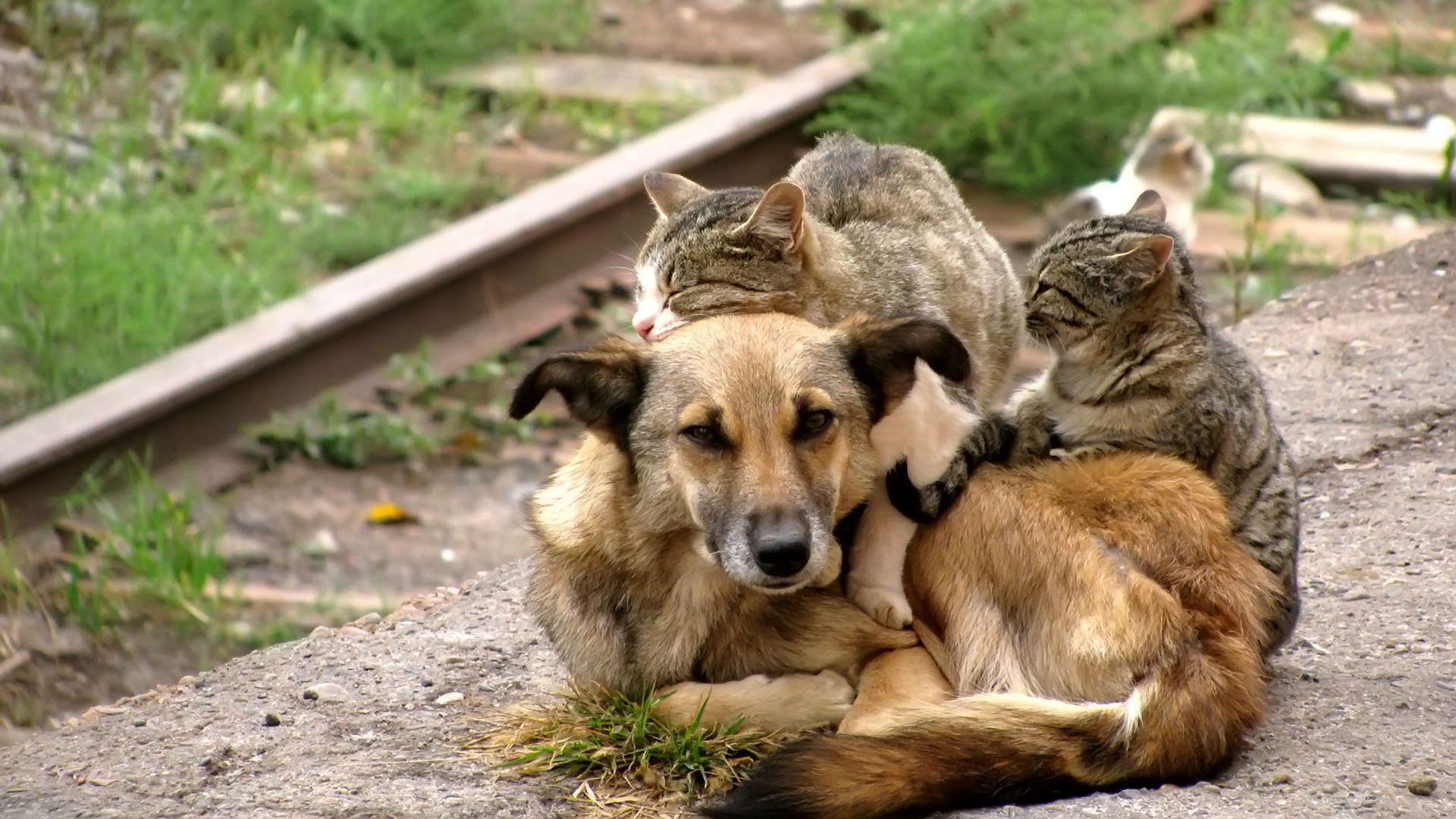 Cats Hugging Dog Wallpaper And Image Pictures Photos