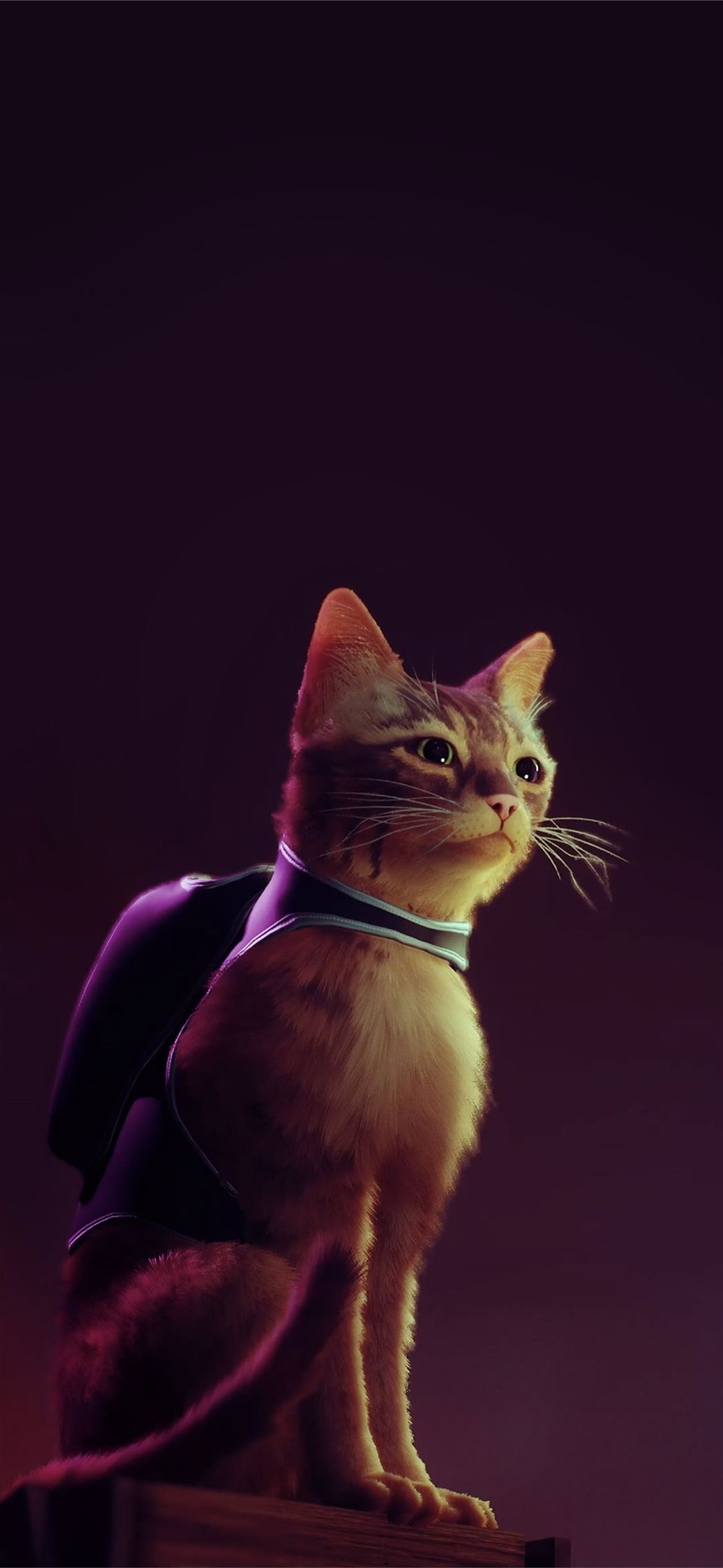 Cats iPhone Wallpaper