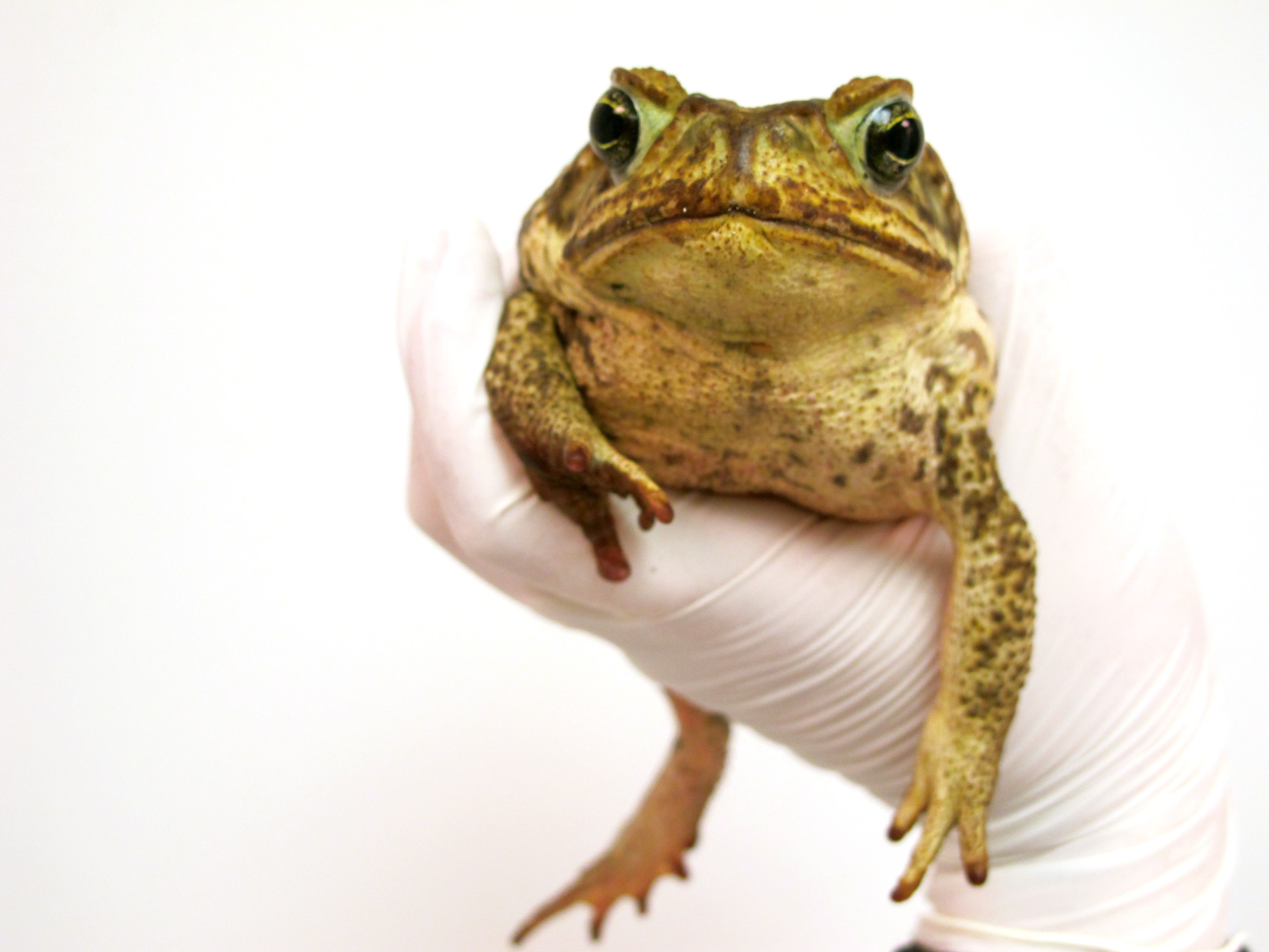 Cane Toad Wallpaper Background