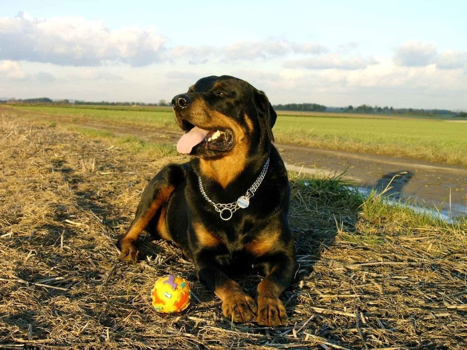 Rottweiler Playing WallpapersRottweiler Wallpapers Pictures Free
