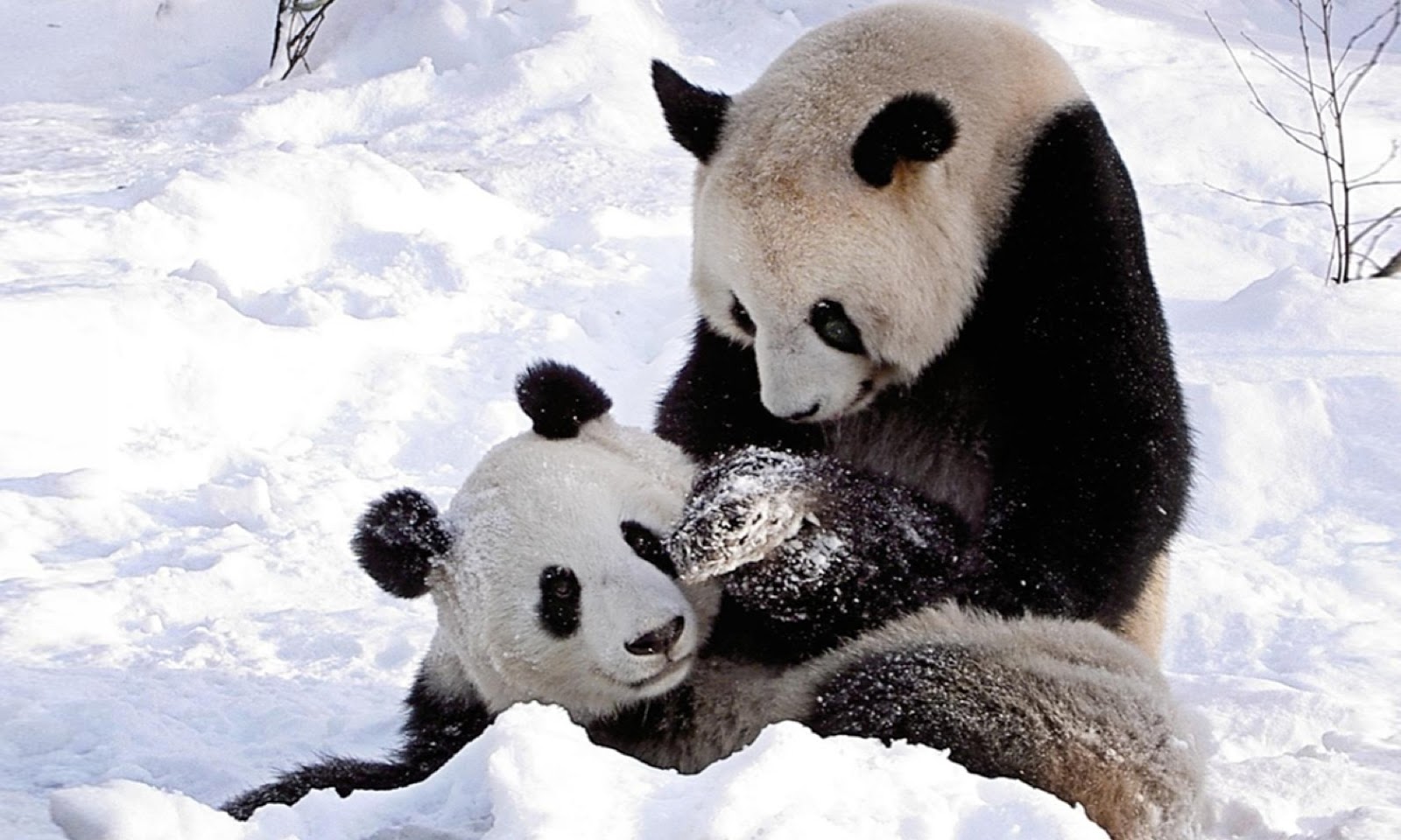 Cute Panda Bears HD Wallpaper Background
